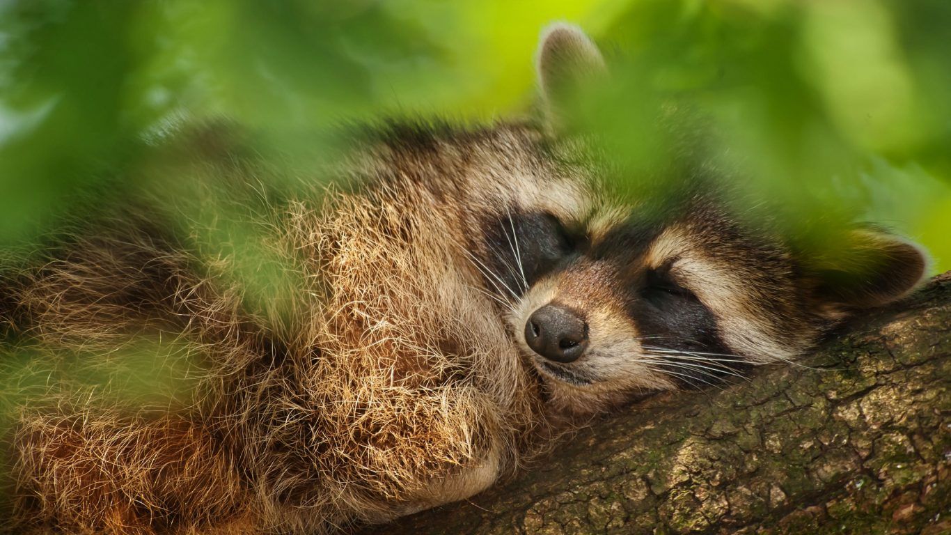 Procione addormentato su ramo, 1366x768 720p, PC