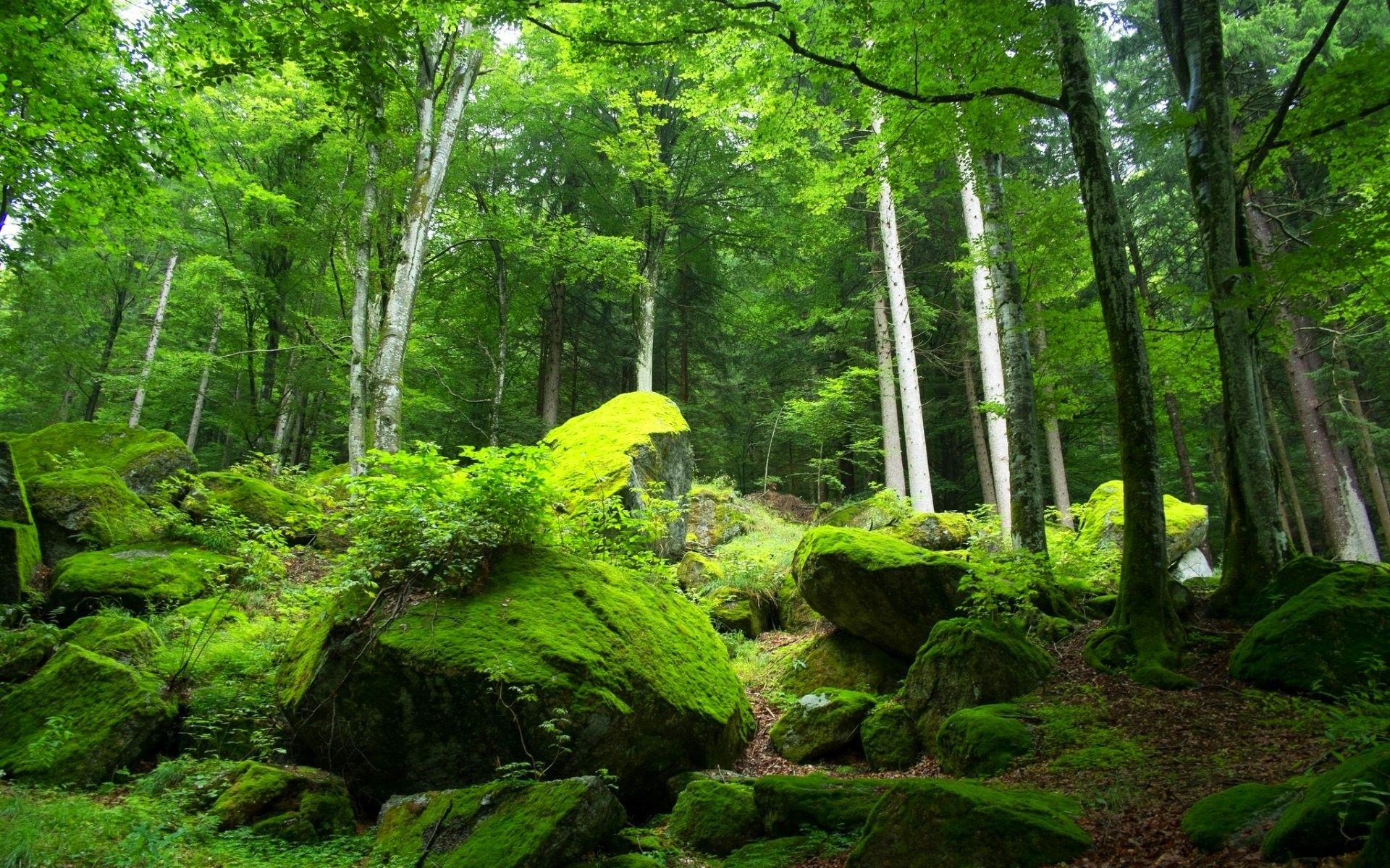 Foresta verde con rocce muschiate, 1920x1200 Full HD+ WUXGA, PC Desktop
