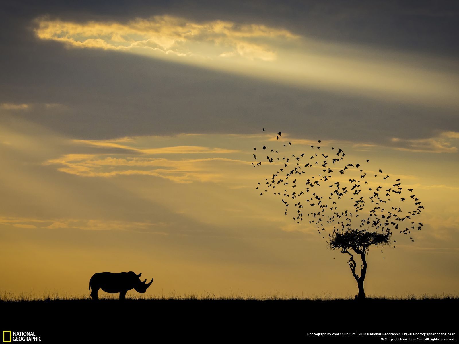 Rinoceronte savana africana tramonto, 1600x1200 HD, Laptop