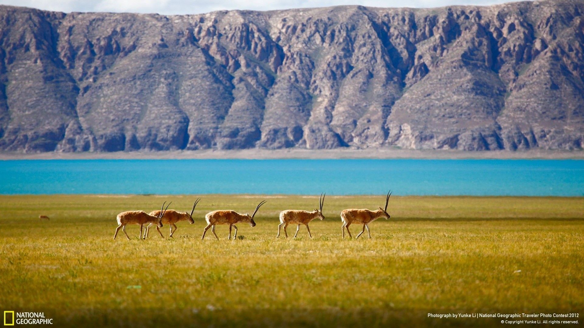 Antilopi in savana, lago montano, 1920x1080 1080p, Desktop