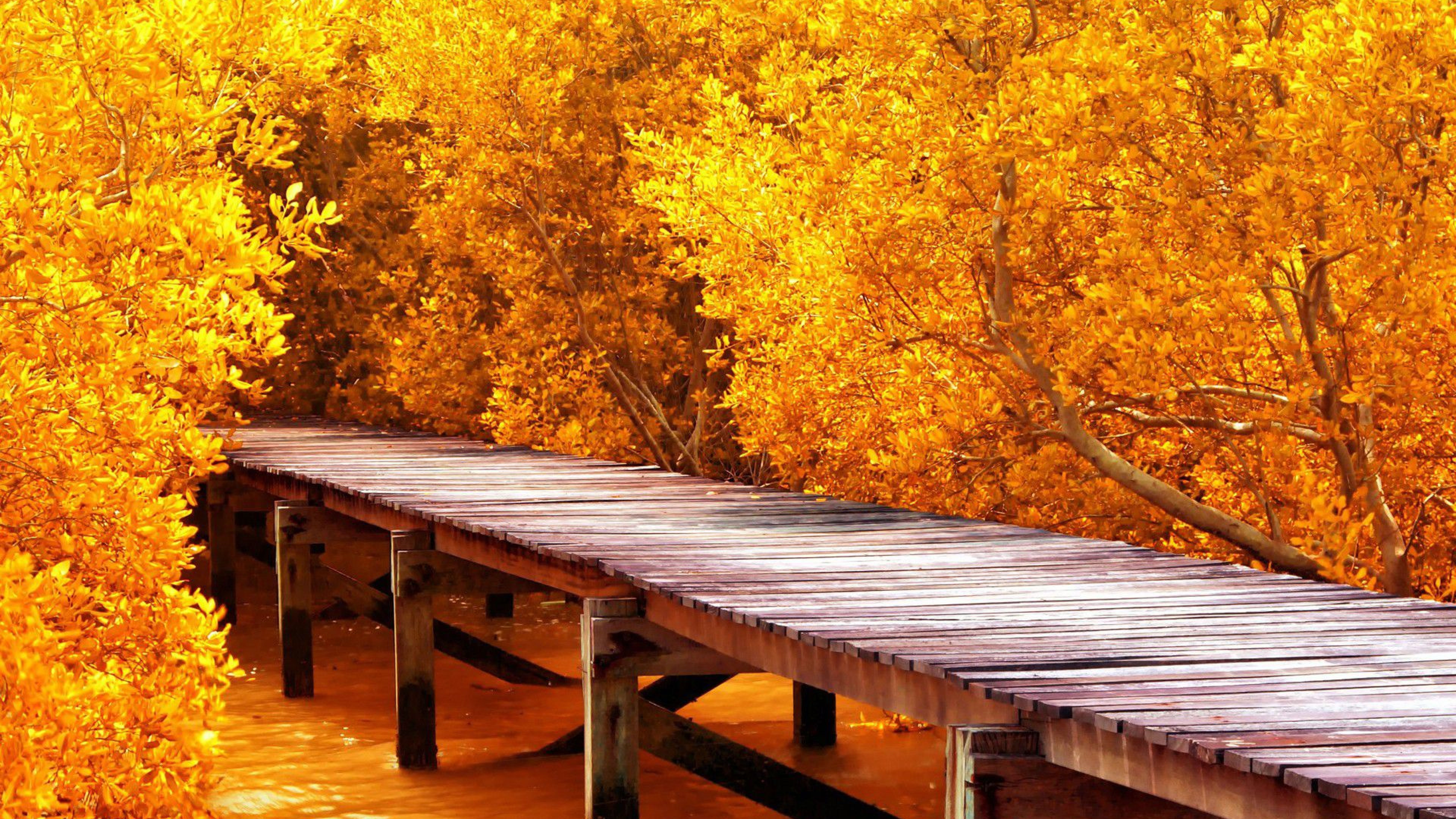 Passerella legno bosco autunnale, 7680x4320 UHD, PC 4K