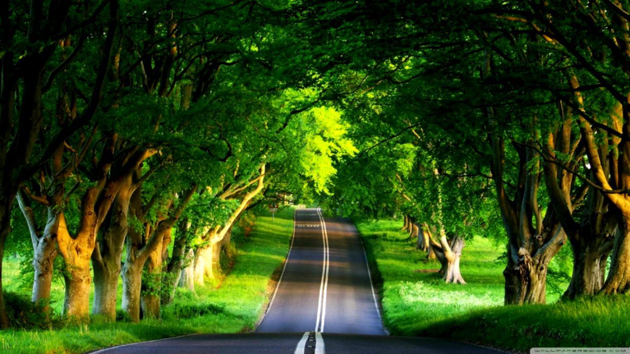 Strada tra alberi verdi, 1229x691 HD, PC Desktop