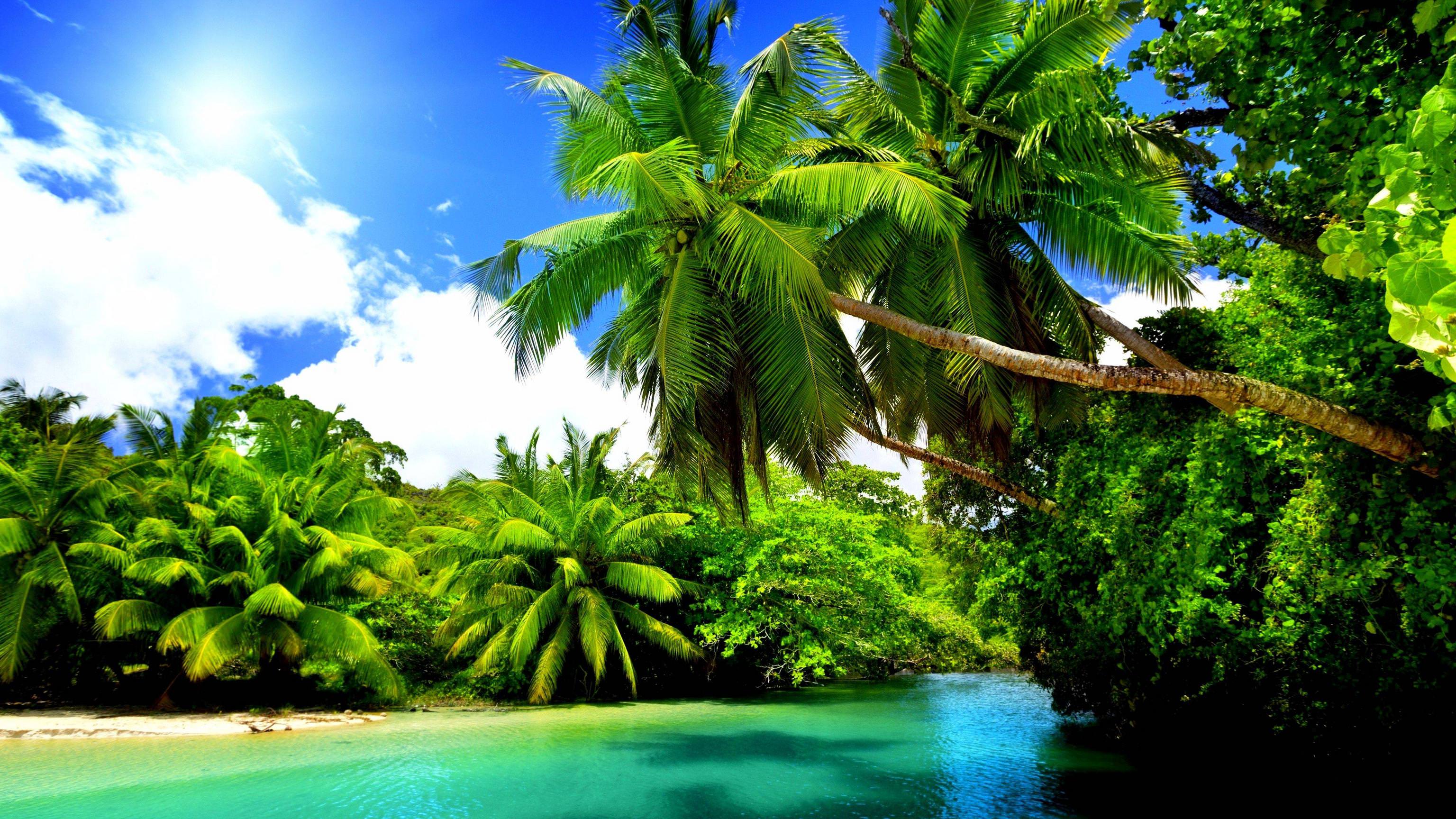 Spiaggia tropicale con palme, 3072x1728 2K, Desktop