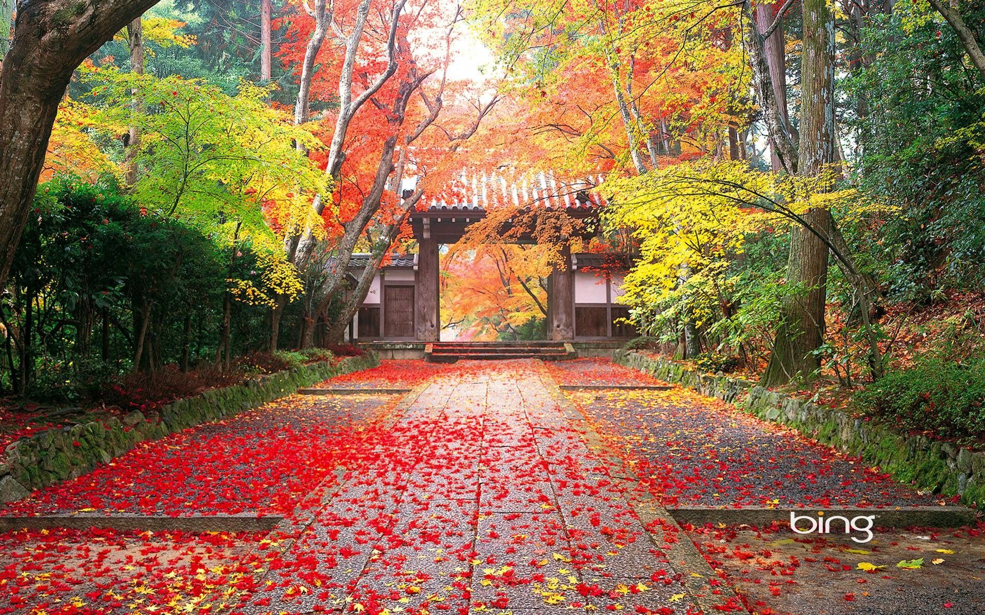 Cancello giapponese autunno foglie rosse, 1920x1200 Full HD+, Desktop