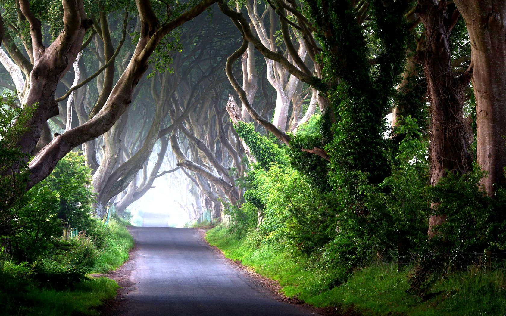 Dark Hedges strada alberata, 1680x1050 HD Ready, Notebook Gaming