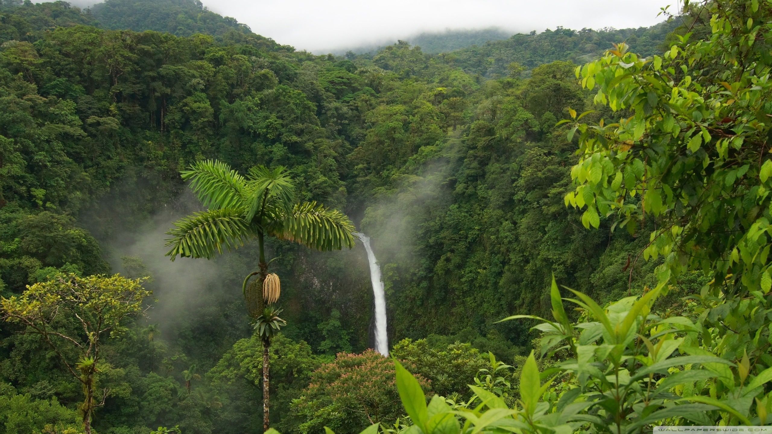 Cascata nella foresta tropicale, 2560x1440 QHD, Laptop