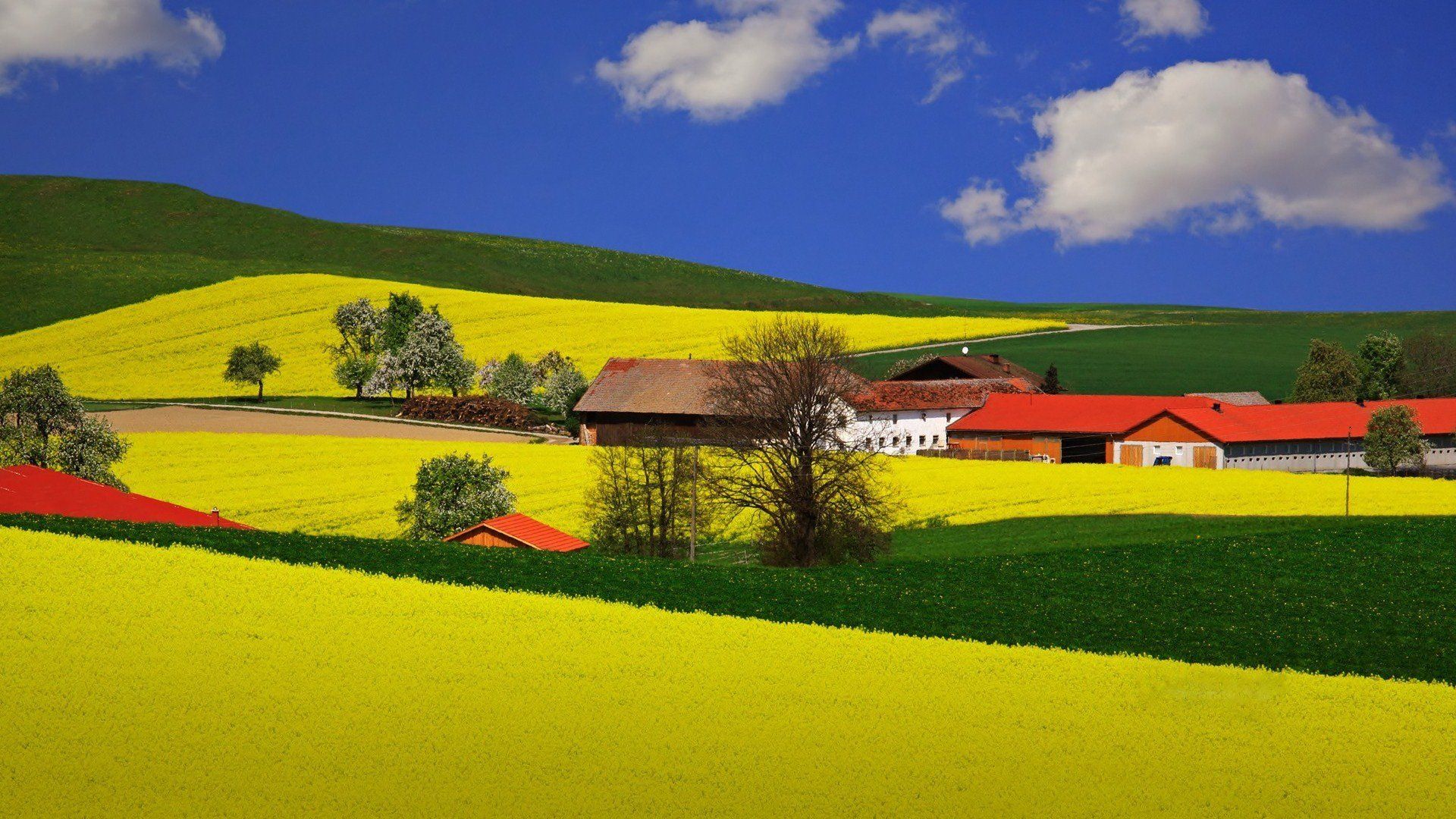 Campi di colza gialli collinari, 1920x1080 1080p, Desktop