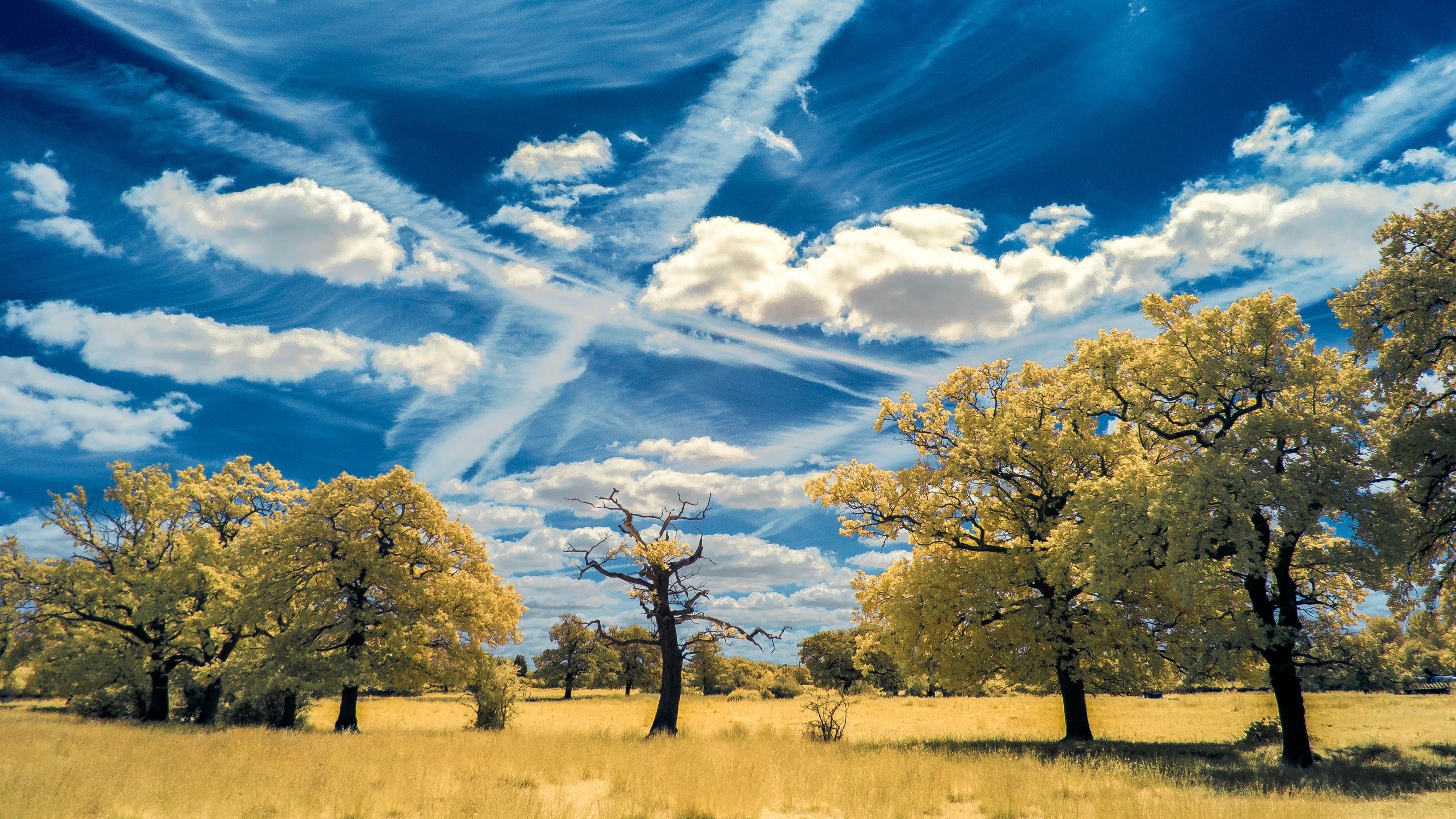 Alberi in campo con nuvole, 3840x2160 4K Ultra HD, Monitor 4K