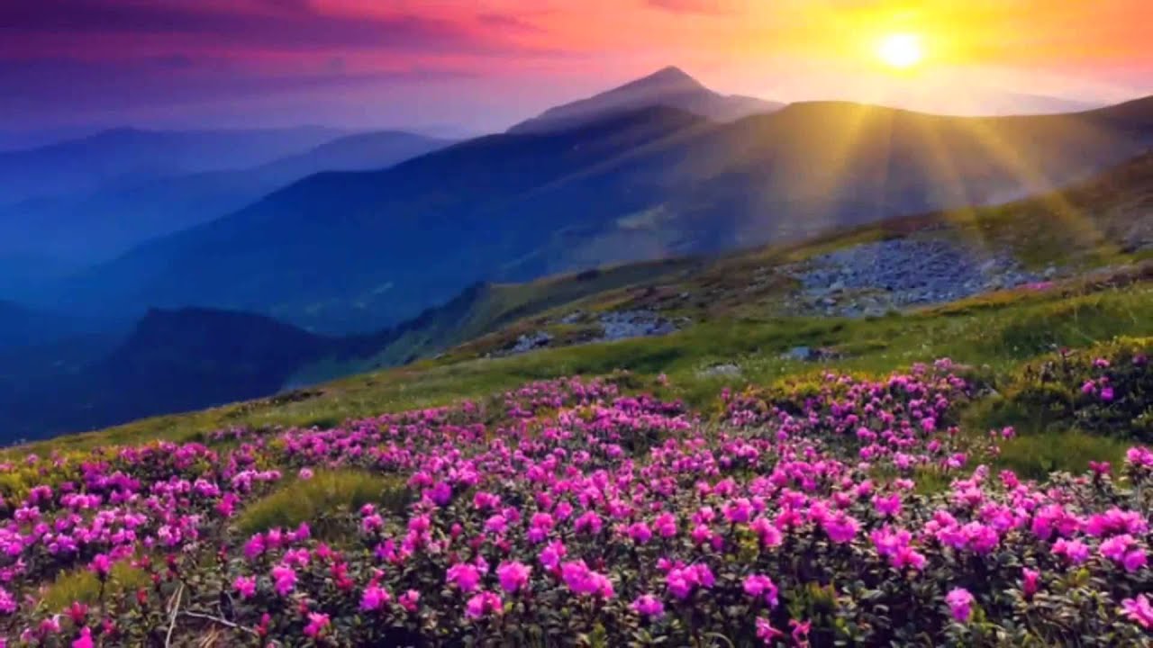 Montagne con fiori rosa al tramonto, 1280x720 HD, Desktop