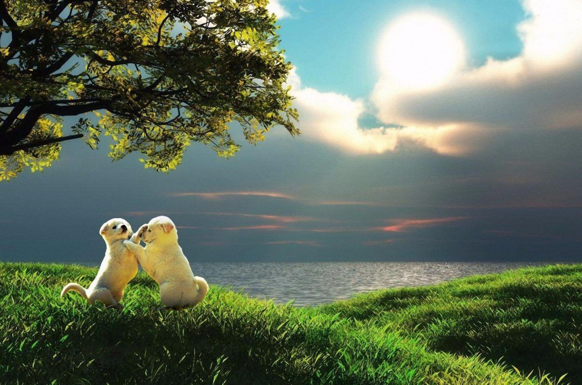 Cuccioli sotto albero al tramonto, 1134x750 HD, PC Desktop