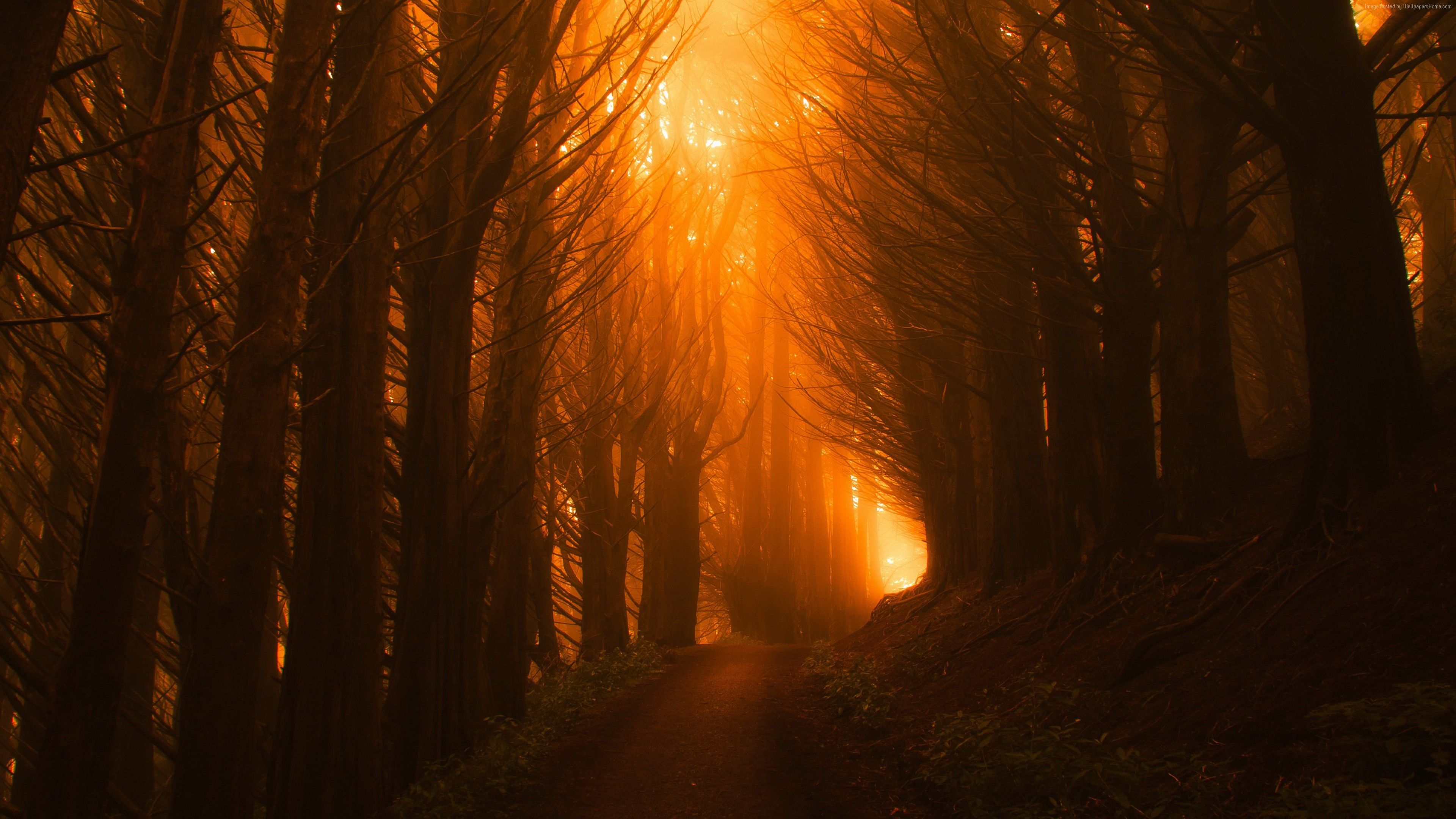 Foresta al tramonto arancione, 3840x2160 4K Ultra HD, Monitor 4K