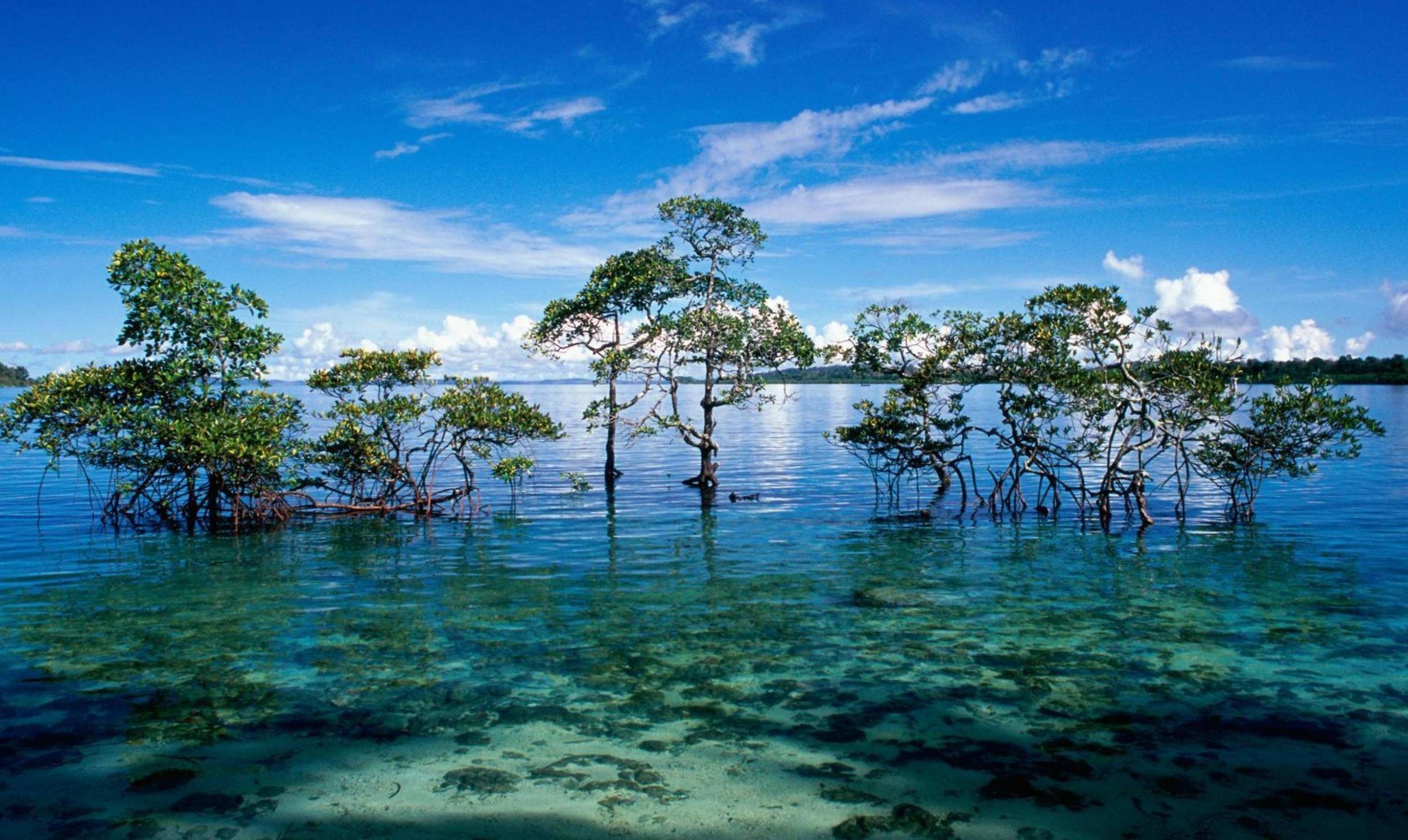 Alberi di mangrovie in laguna, 2500x1491 Hi-Res, PC