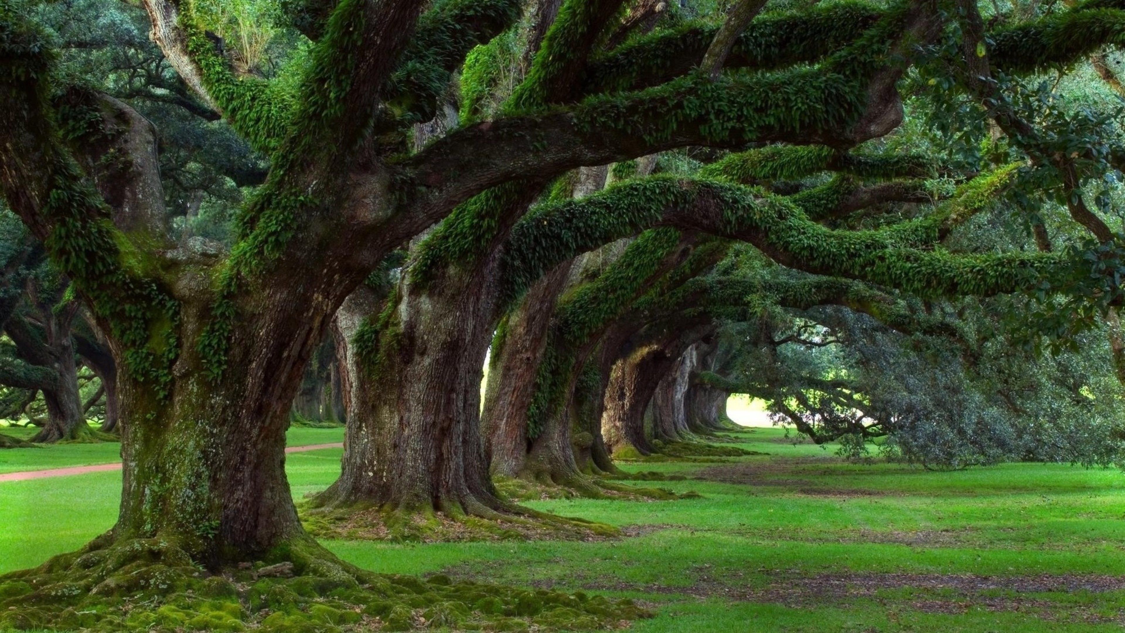 Viale di querce secolari, 3840x2160 4K Ultra HD, Monitor 4K