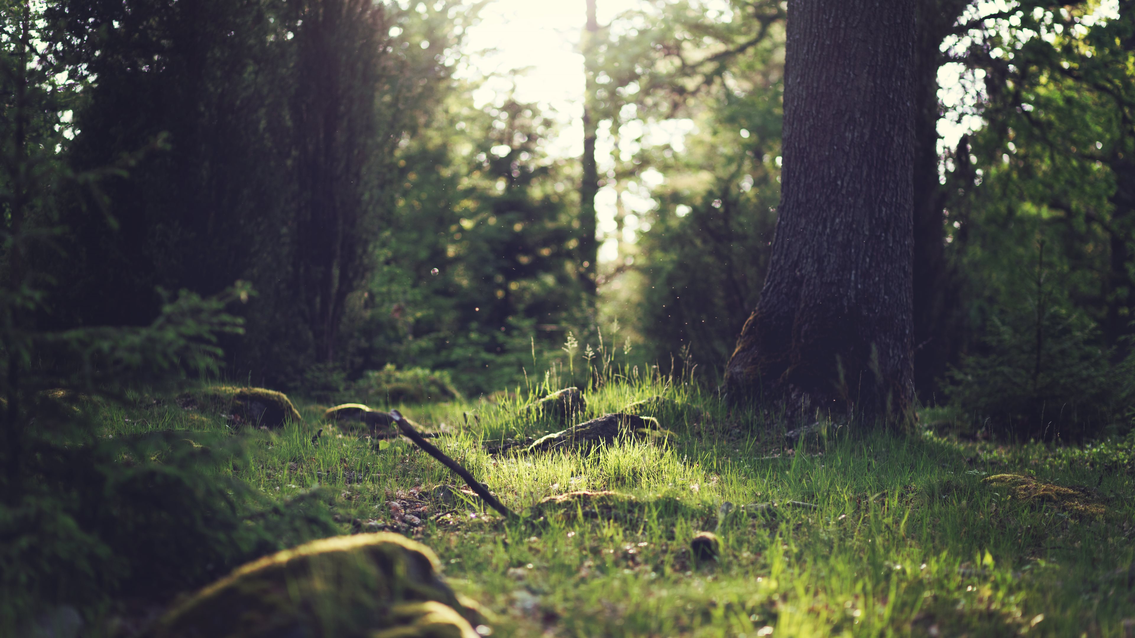 Foresta con luce e erba, 3840x2160 4K Ultra HD, Monitor 4K