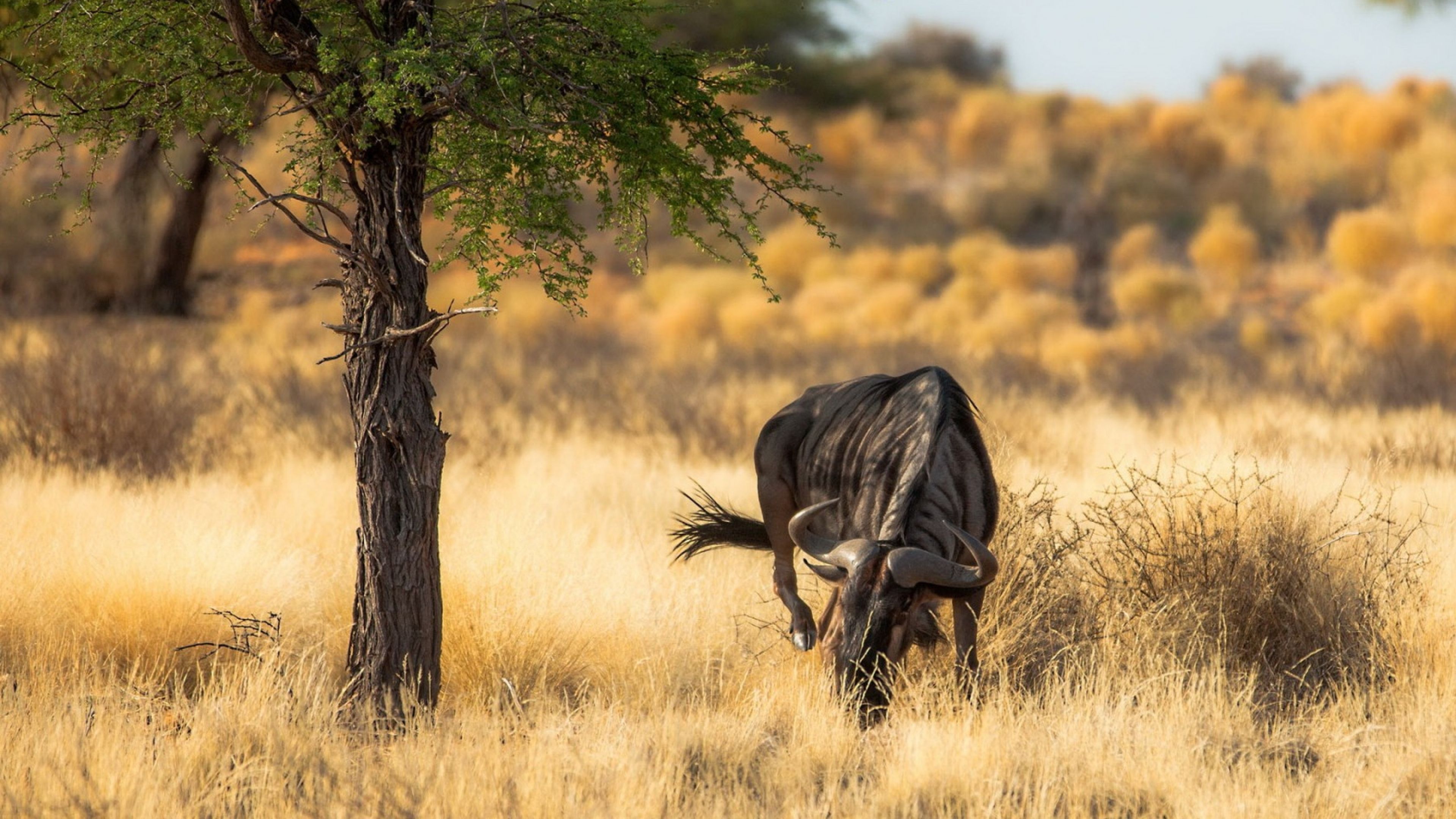 Gnu al pascolo in savana, 3840x2160 4K Ultra HD, Monitor 4K