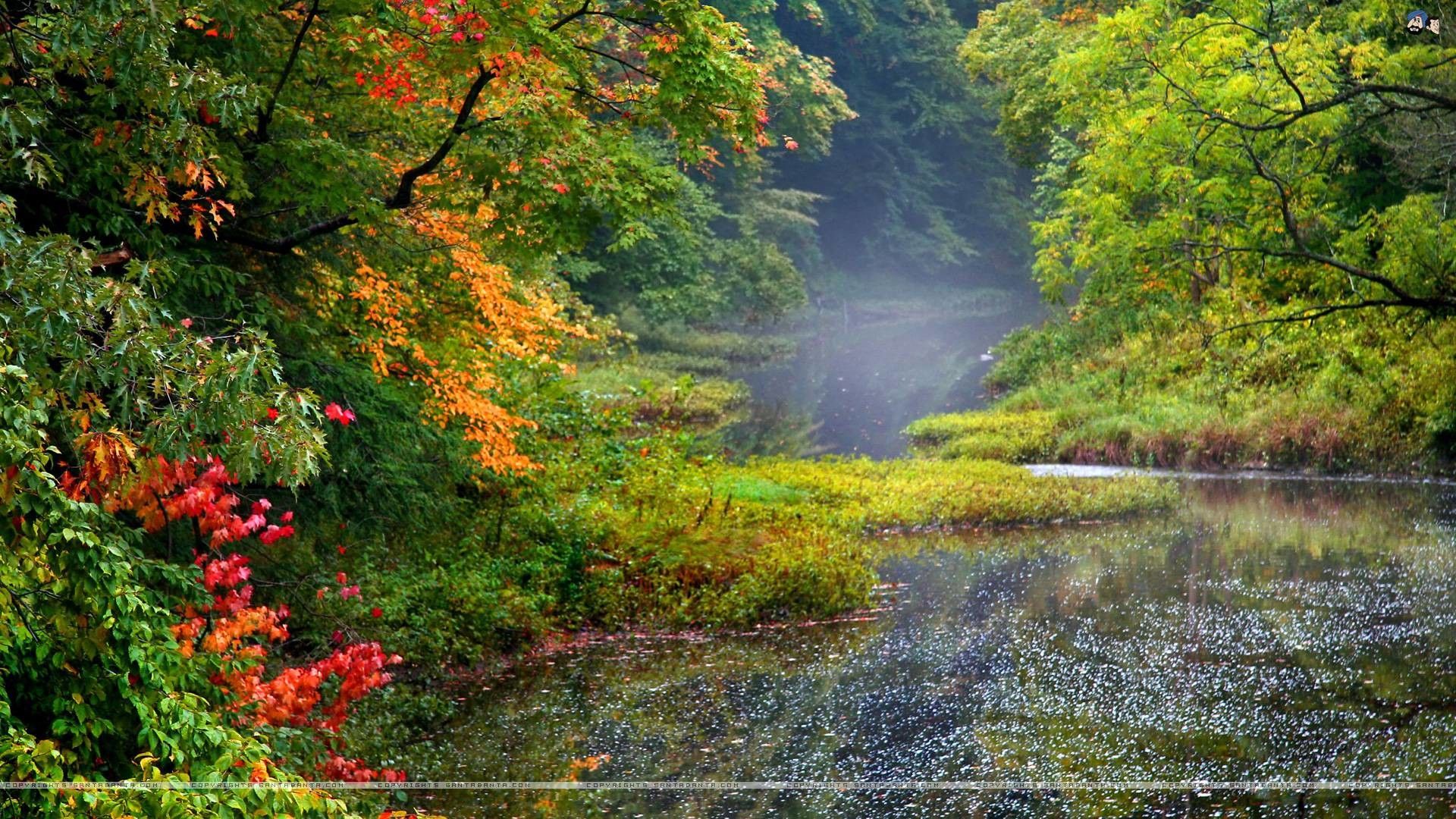 Fiume autunnale nel bosco, 1920x1080 1080p, Desktop