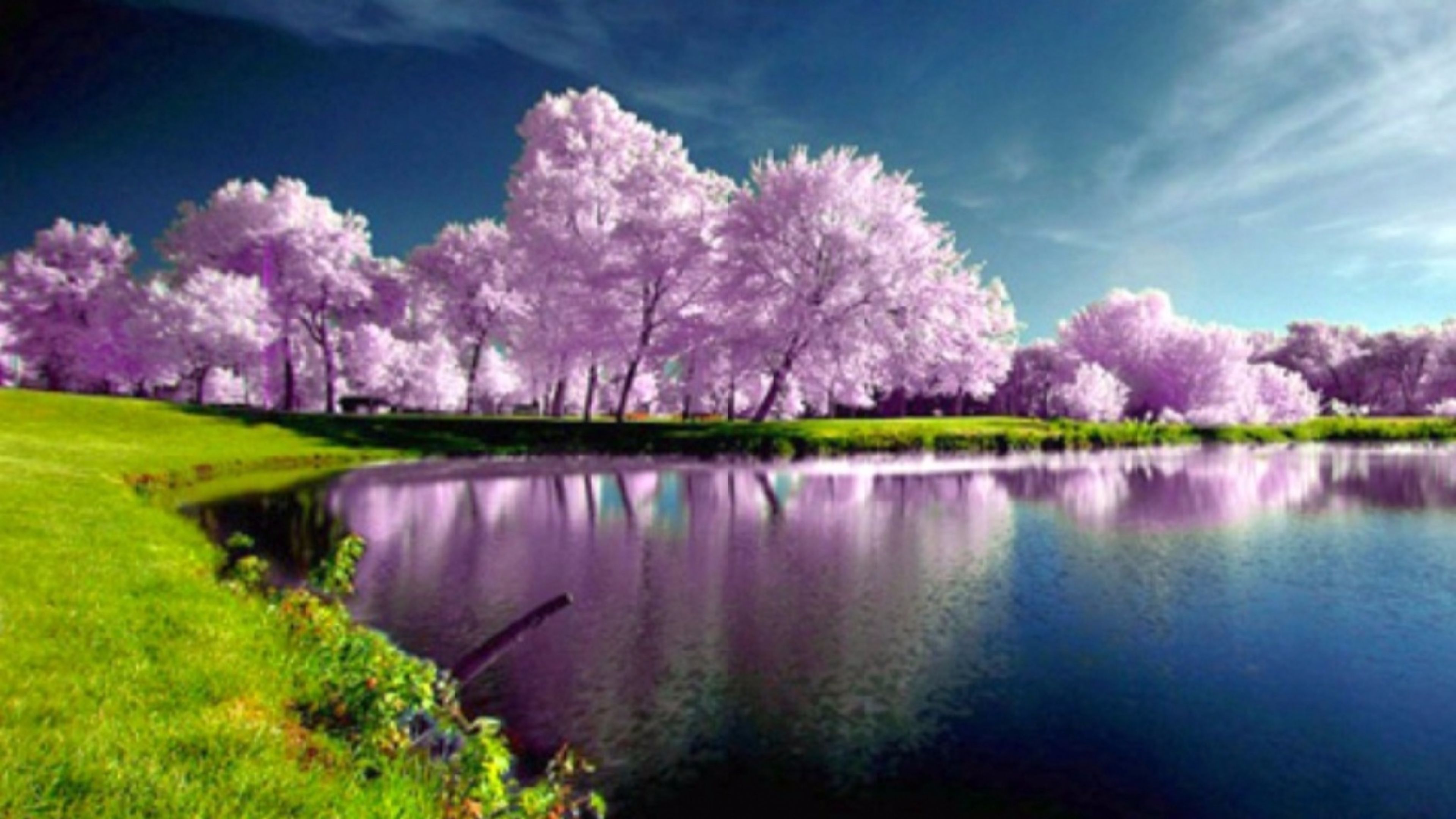 Alberi viola riflessi nel lago, 3840x2160 4K, Desktop 4K