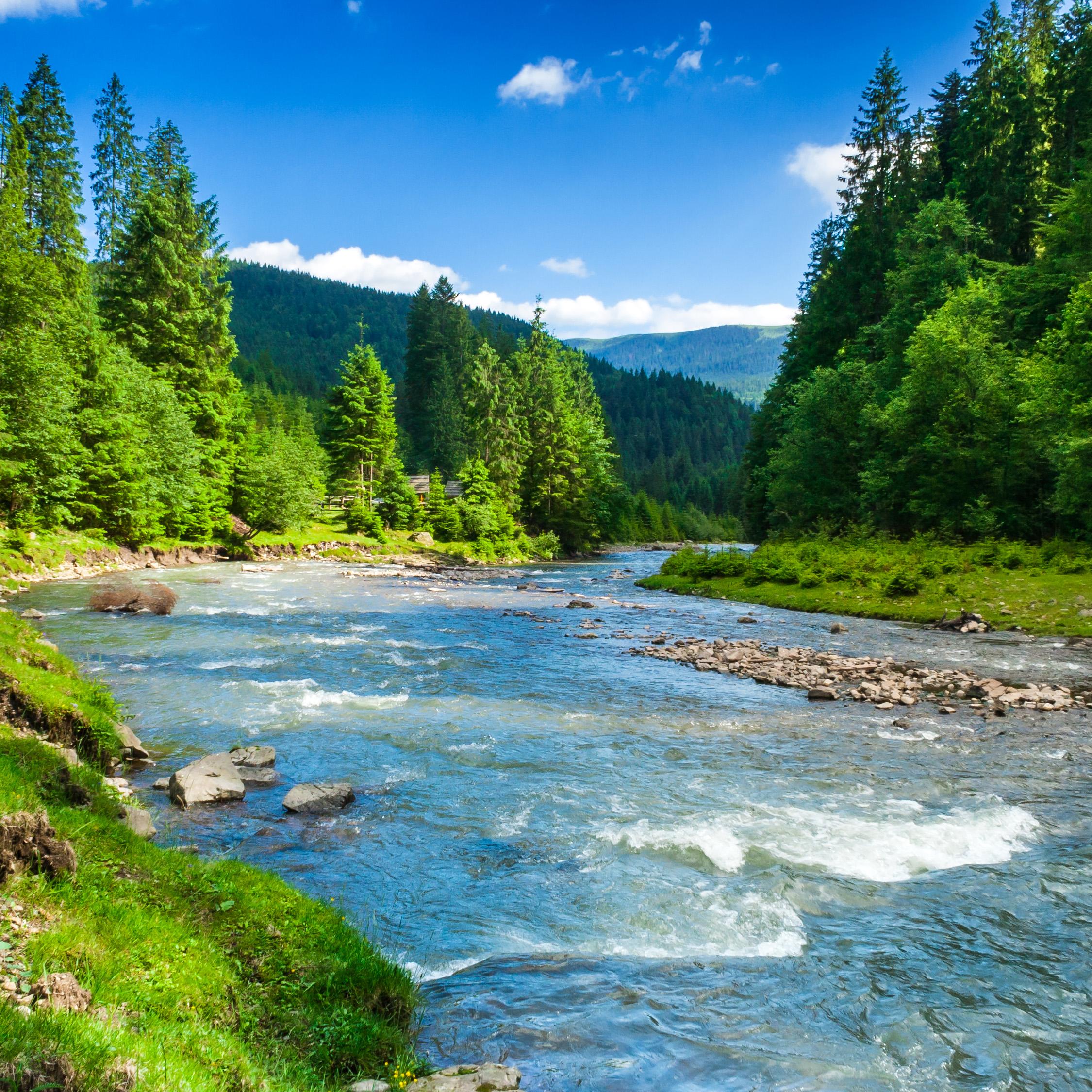 Fiume tra foresta e montagne, 2250x2250 2K, Desktop