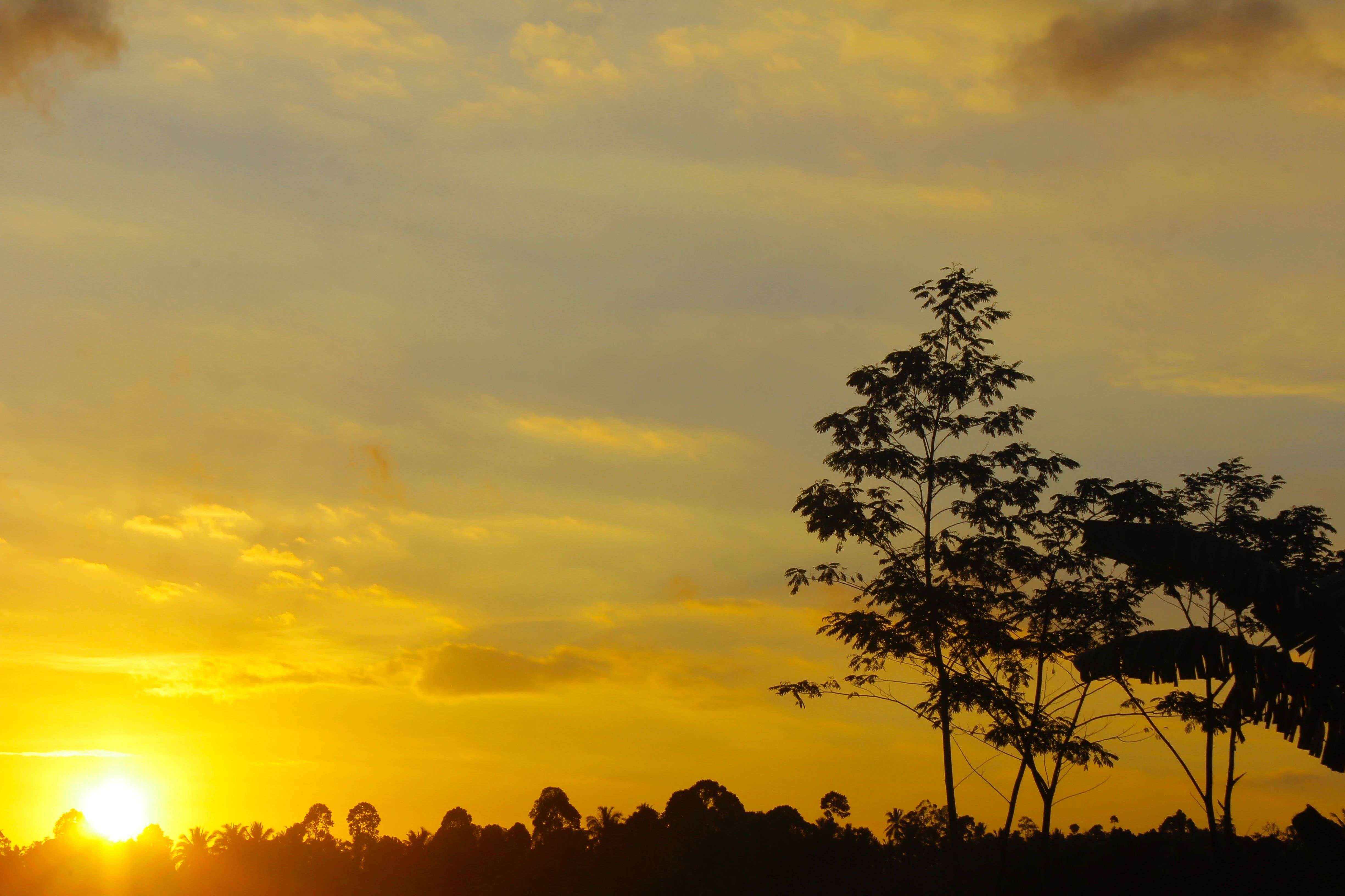 Alba dorata con silhouette alberi, 4898x3265 Ultra HD, 4K TV