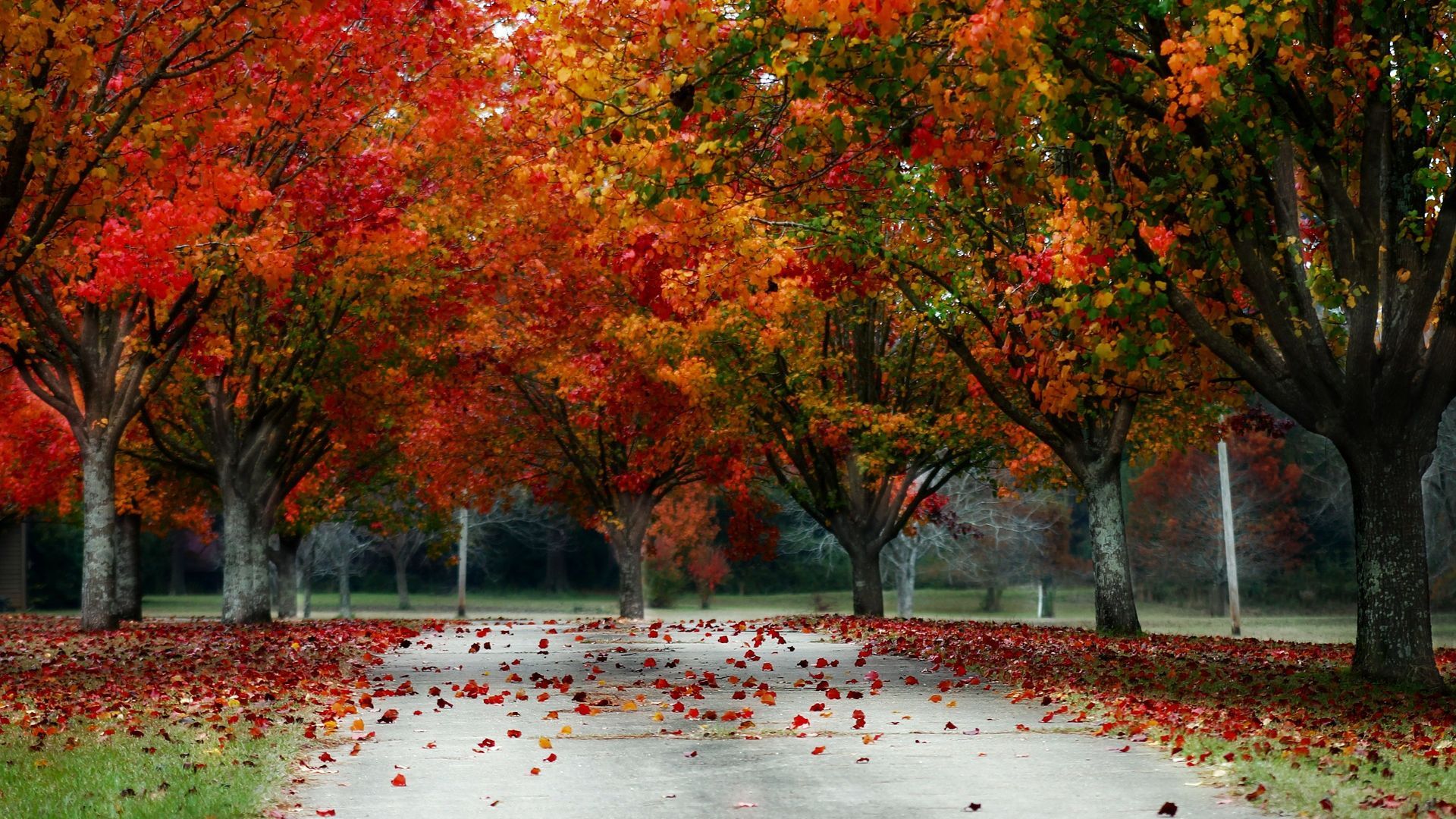 Viale alberato autunnale foglie rosse, 1920x1080 1080p, Laptop