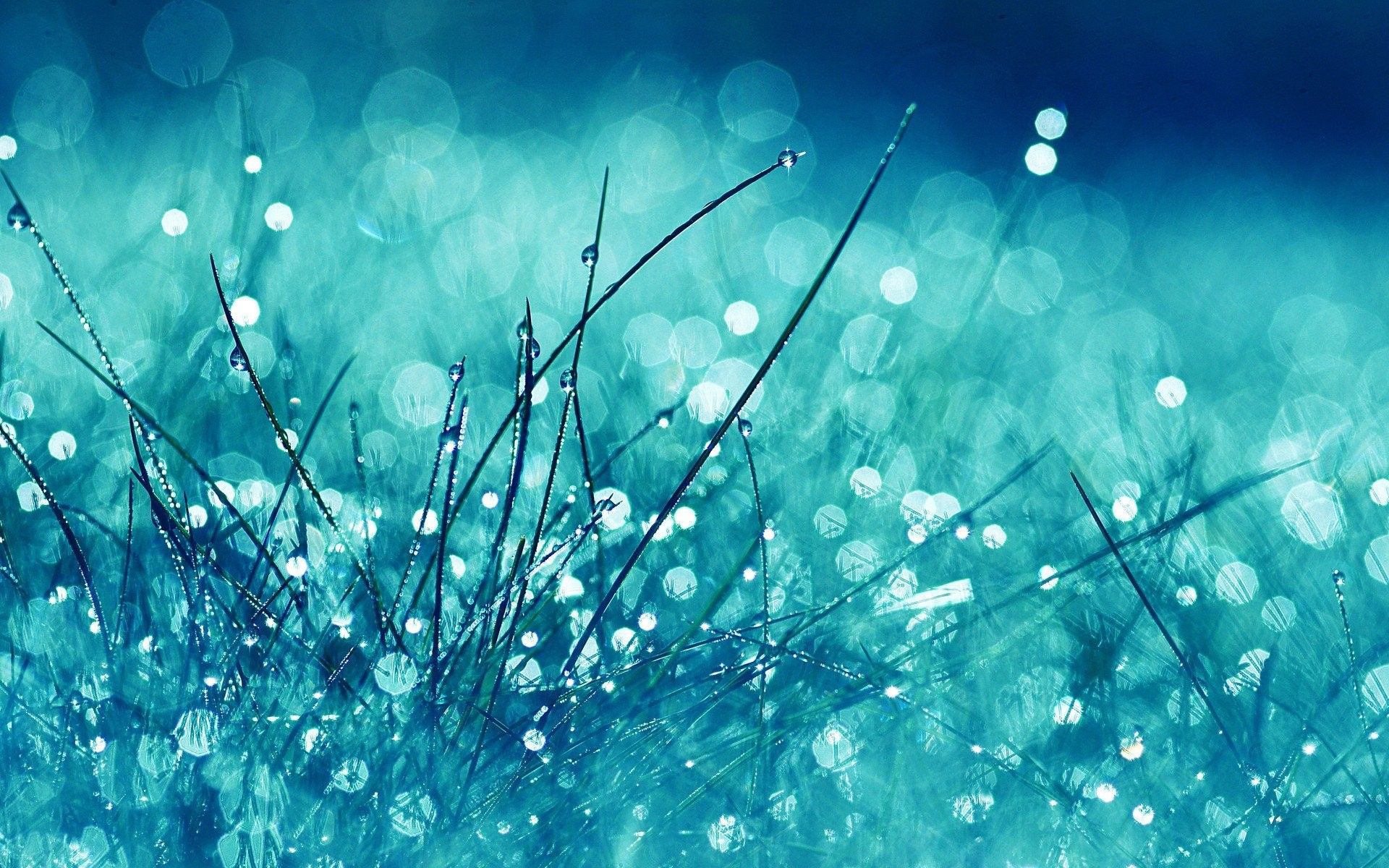 Erba blu con gocce di rugiada, 1920x1200 WUXGA, Desktop
