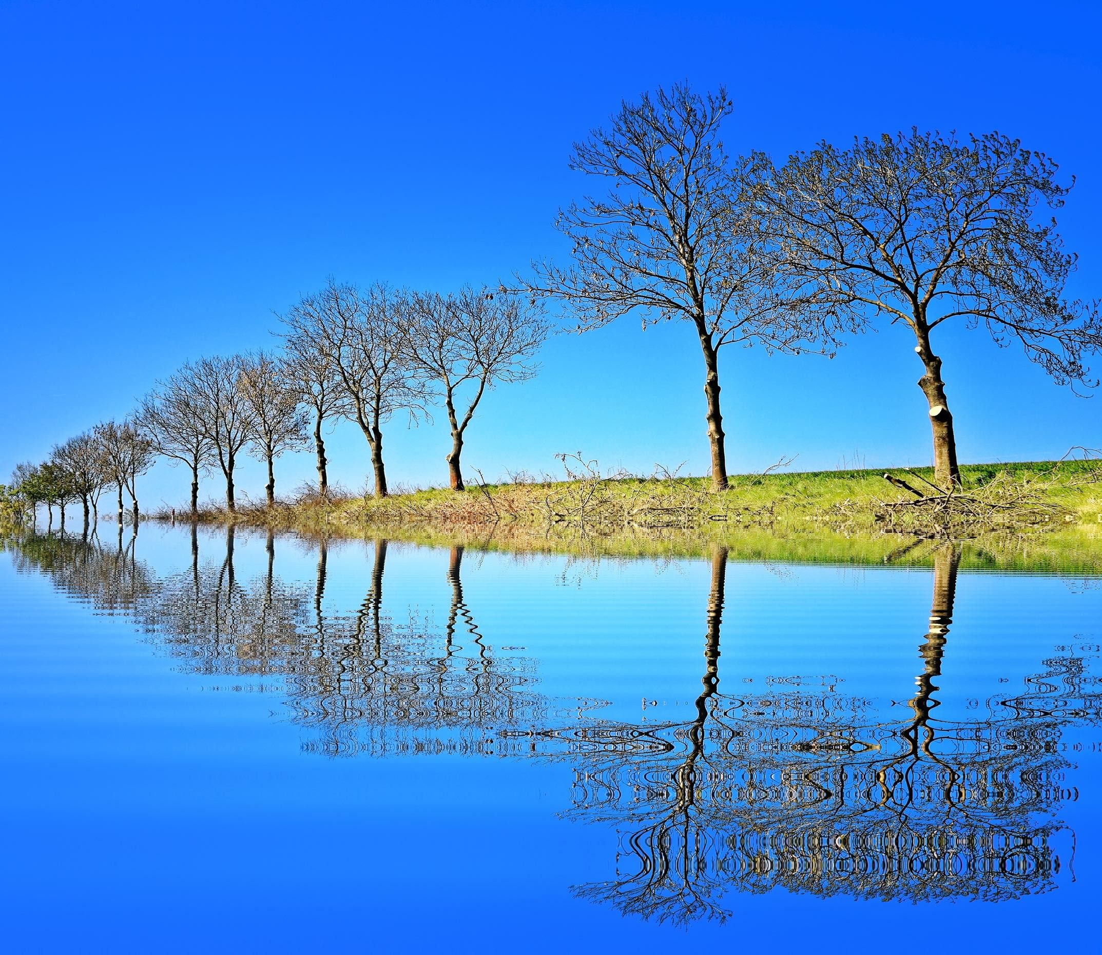 Alberi spogli riflessi nell'acqua, 2147x1862 Hi-Res, Laptop