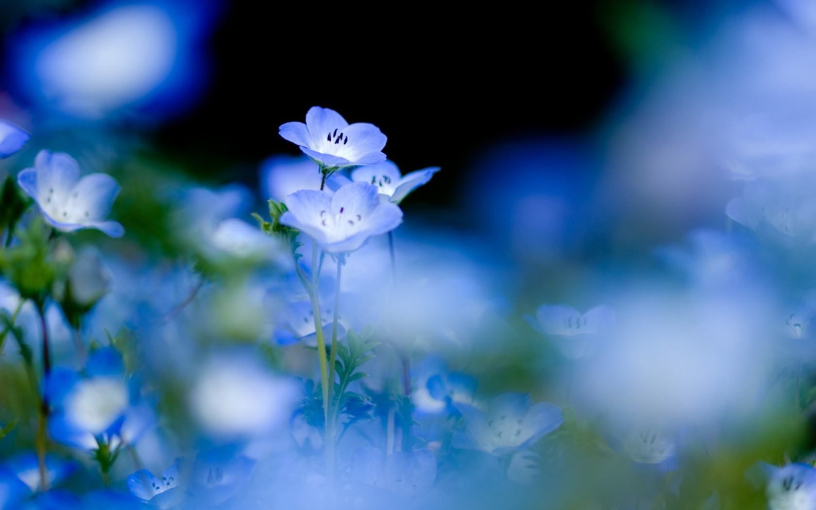 Fiori blu nemofila sfocati, 1680x1050 HD Ready, Desktop