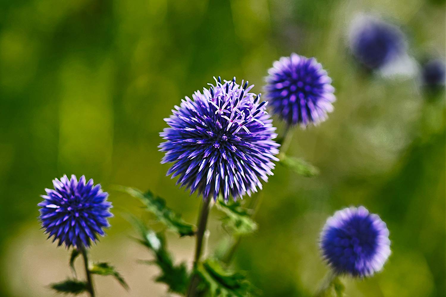 Fiori blu a sfera, cardo globo, 1500x999 HD, Notebook Gaming