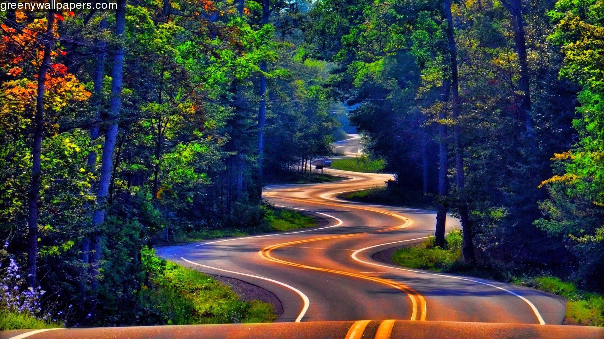 strada tortuosa nel bosco, 1920x1080 Full HD, Desktop