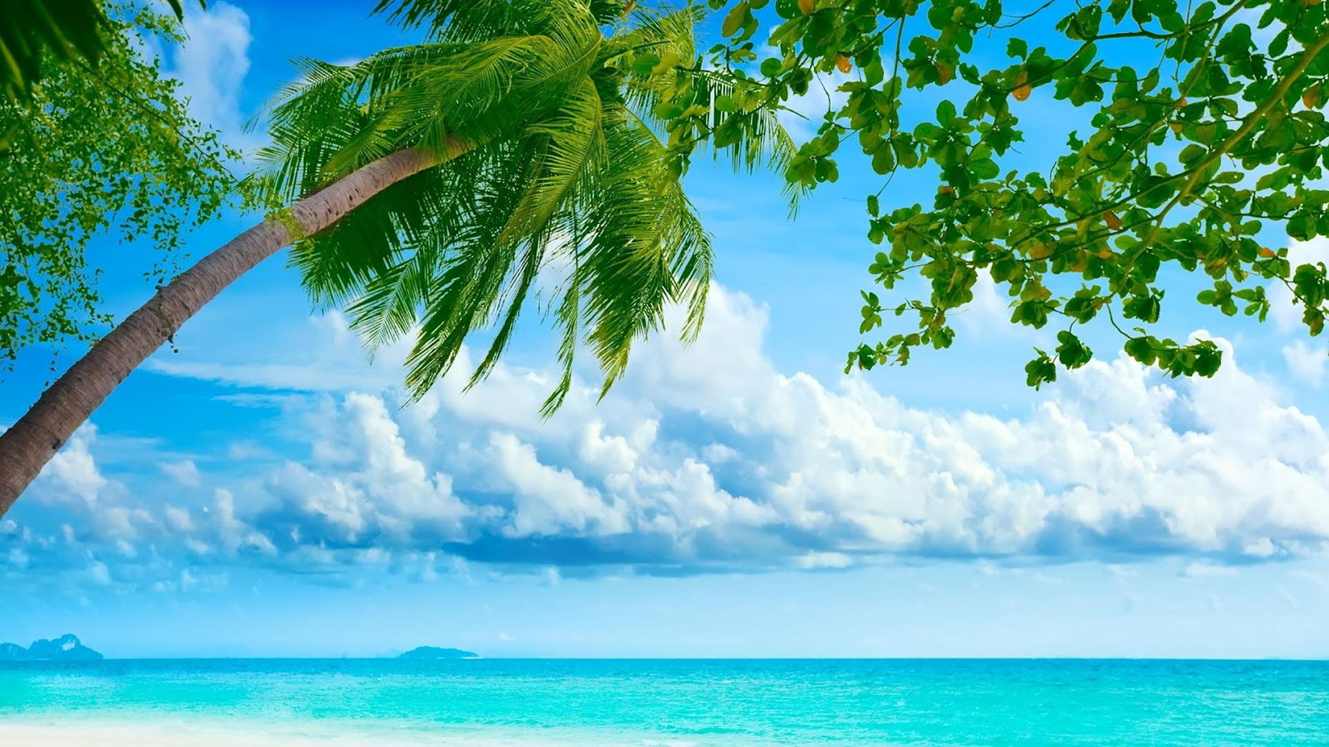 Palma tropicale mare blu, 1920x1080 1080p, PC Desktop