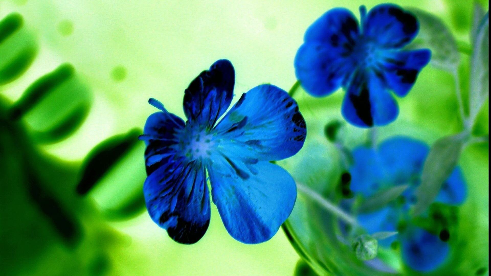 Fiori blu su sfondo verde, 1920x1080 Full HD 1080p, Desktop