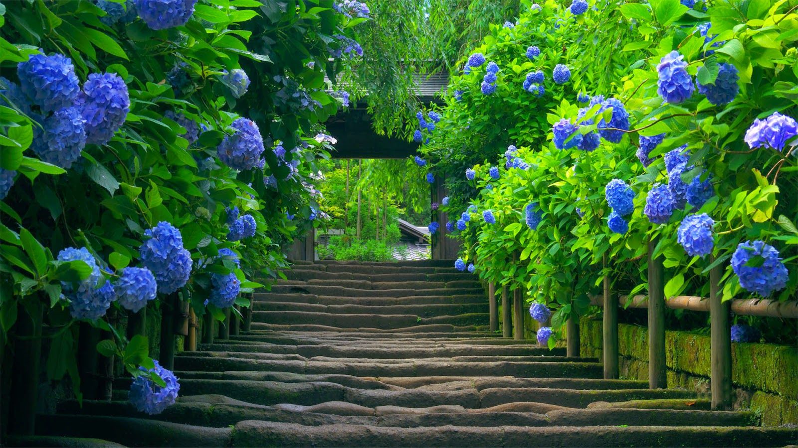 Scalinata con ortensie blu, 1600x900 HD, Laptop