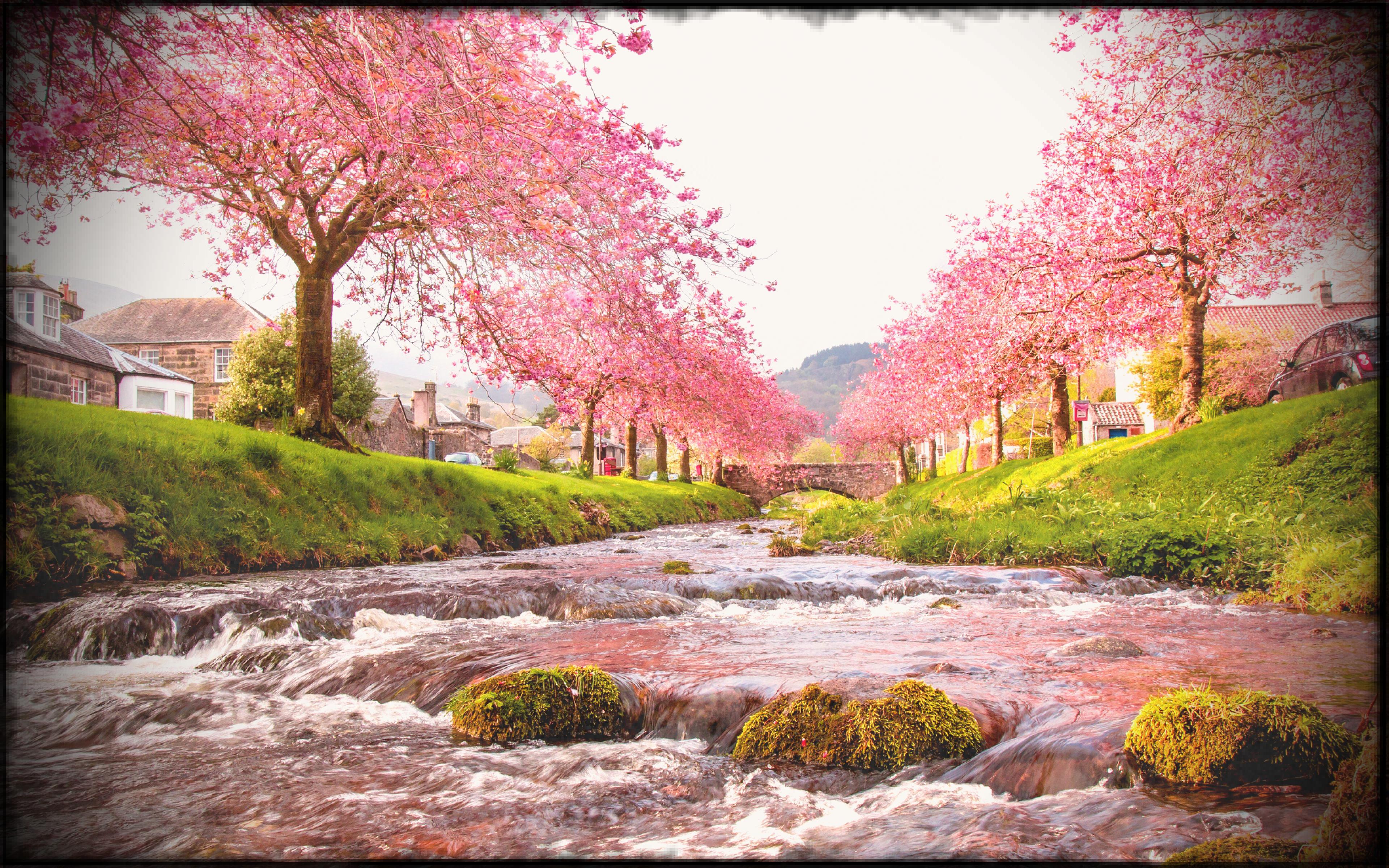 Fiume con ciliegi in fiore, 3840x2400 4K, Desktop 4K
