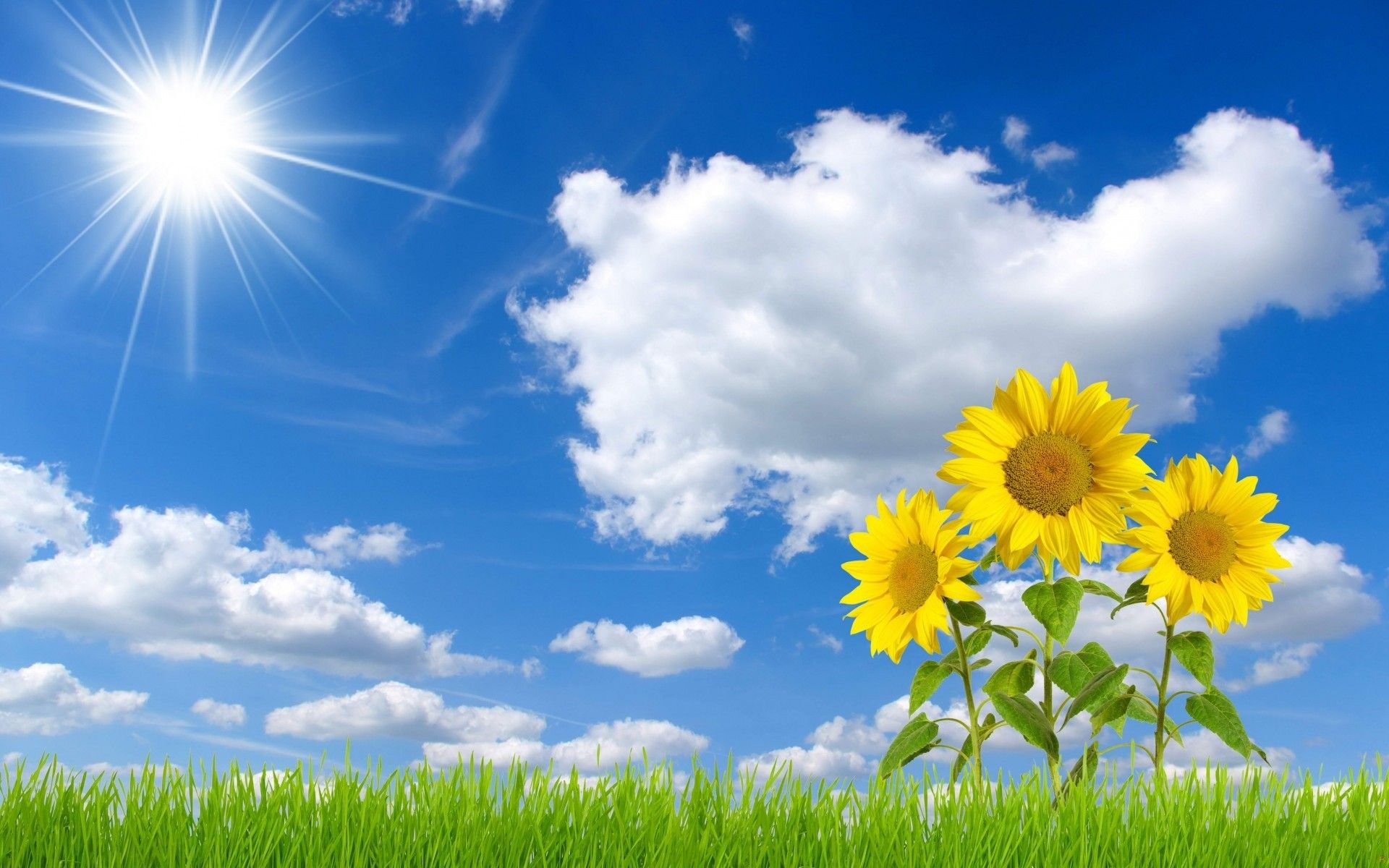Girasoli cielo blu soleggiato, 1920x1200 Full HD+, Desktop