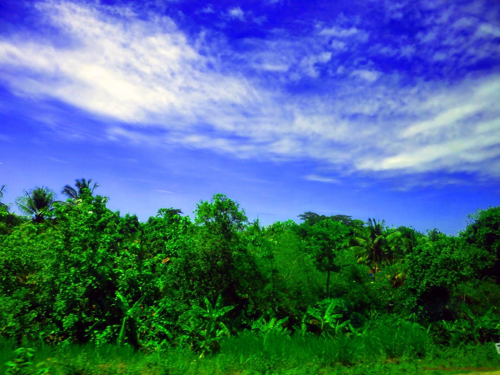 Foresta verde e cielo blu, 1600x1200 900p, Desktop