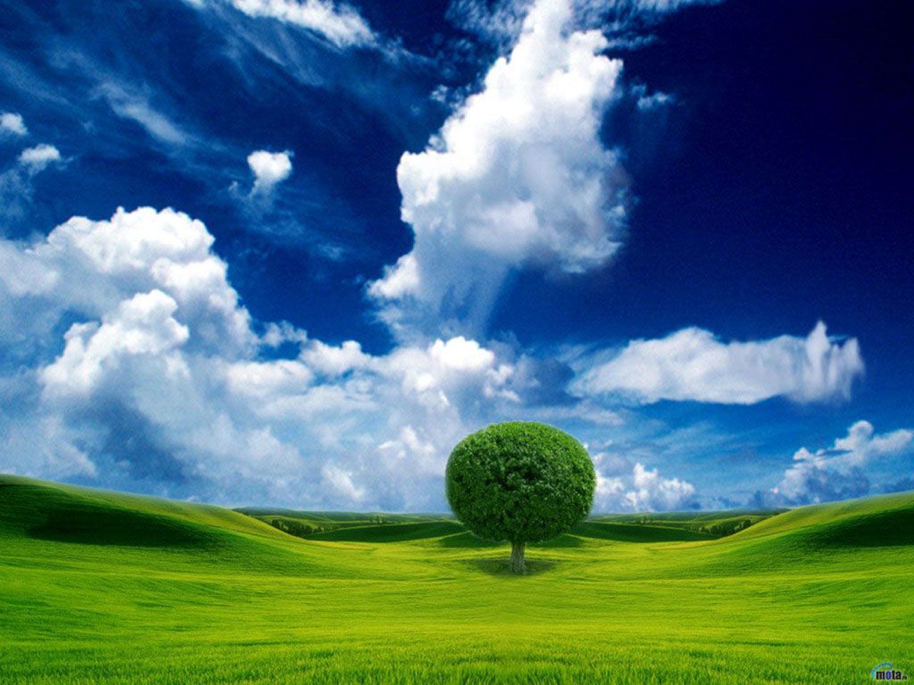 Albero solitario prato verde, 1280x960 HD, Desktop