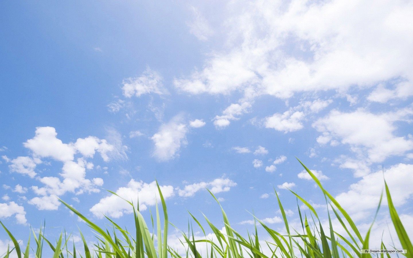 Erba verde e cielo blu, 1440x900 HD, Desktop