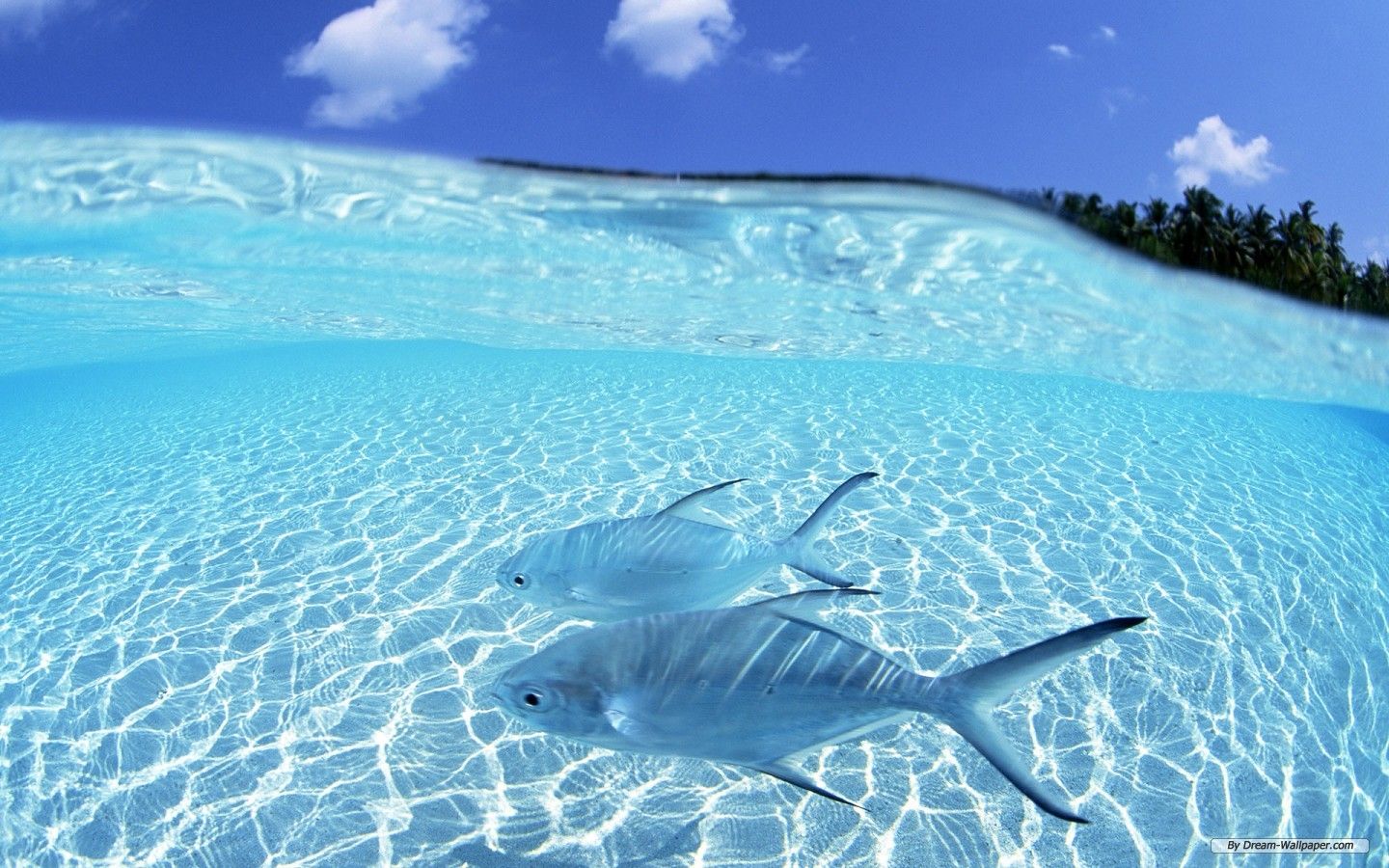 Squali in acqua cristallina, 1440x900 HD, Desktop