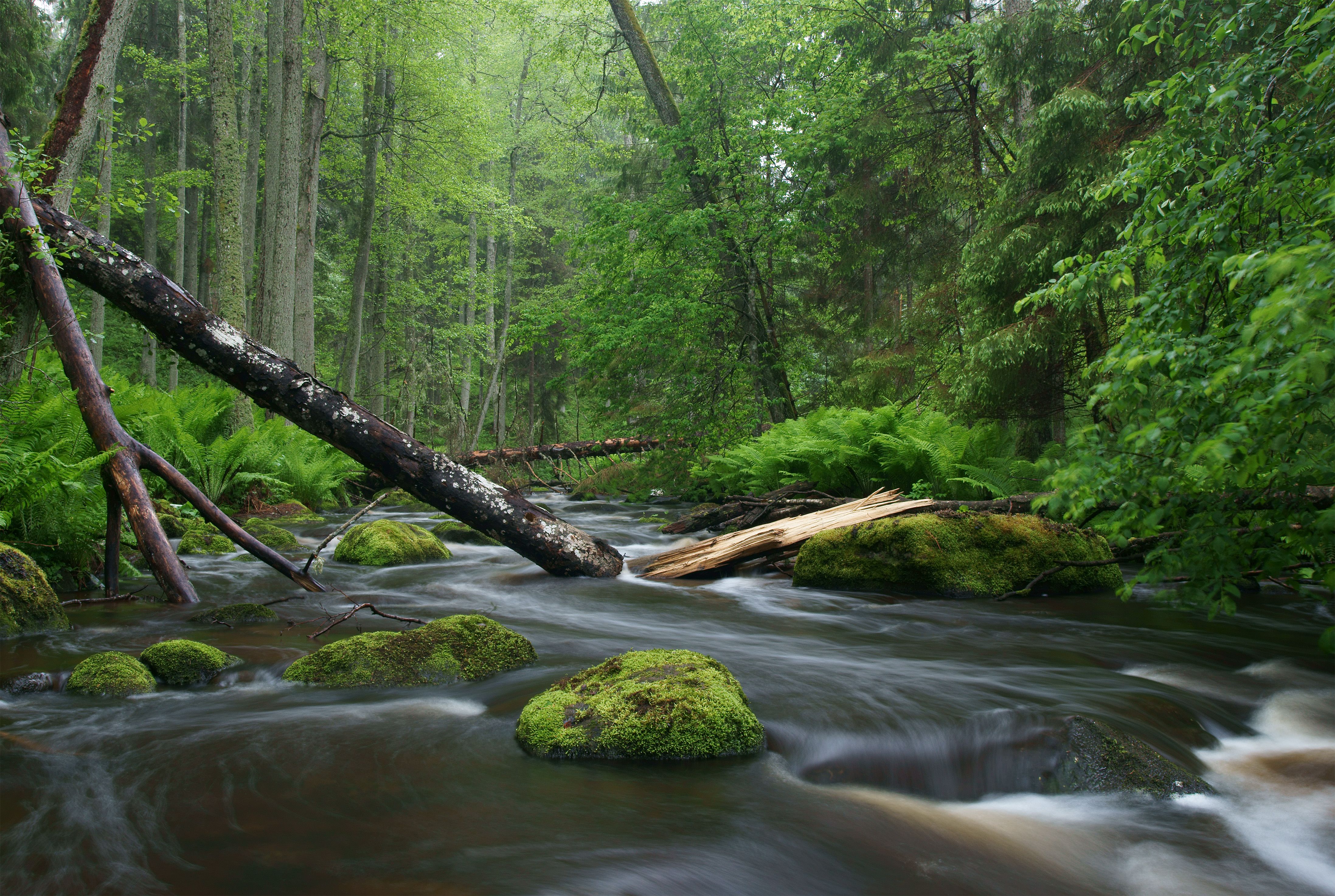 Ruscello nella foresta verde, 4390x2948 UHD, PC 4K