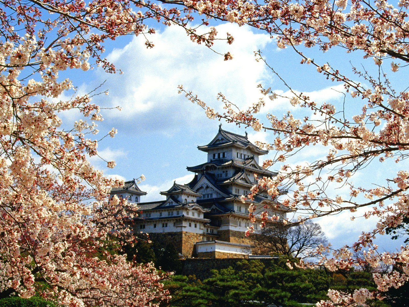 Castello giapponese con ciliegi in fiore, 1600x1200 HD Ready, PC
