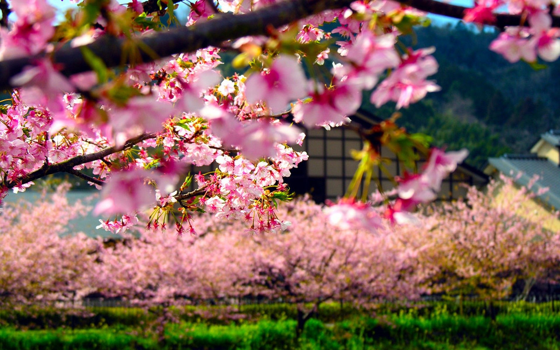 Fiori di ciliegio giapponesi, 1920x1200 Full HD+, Laptop