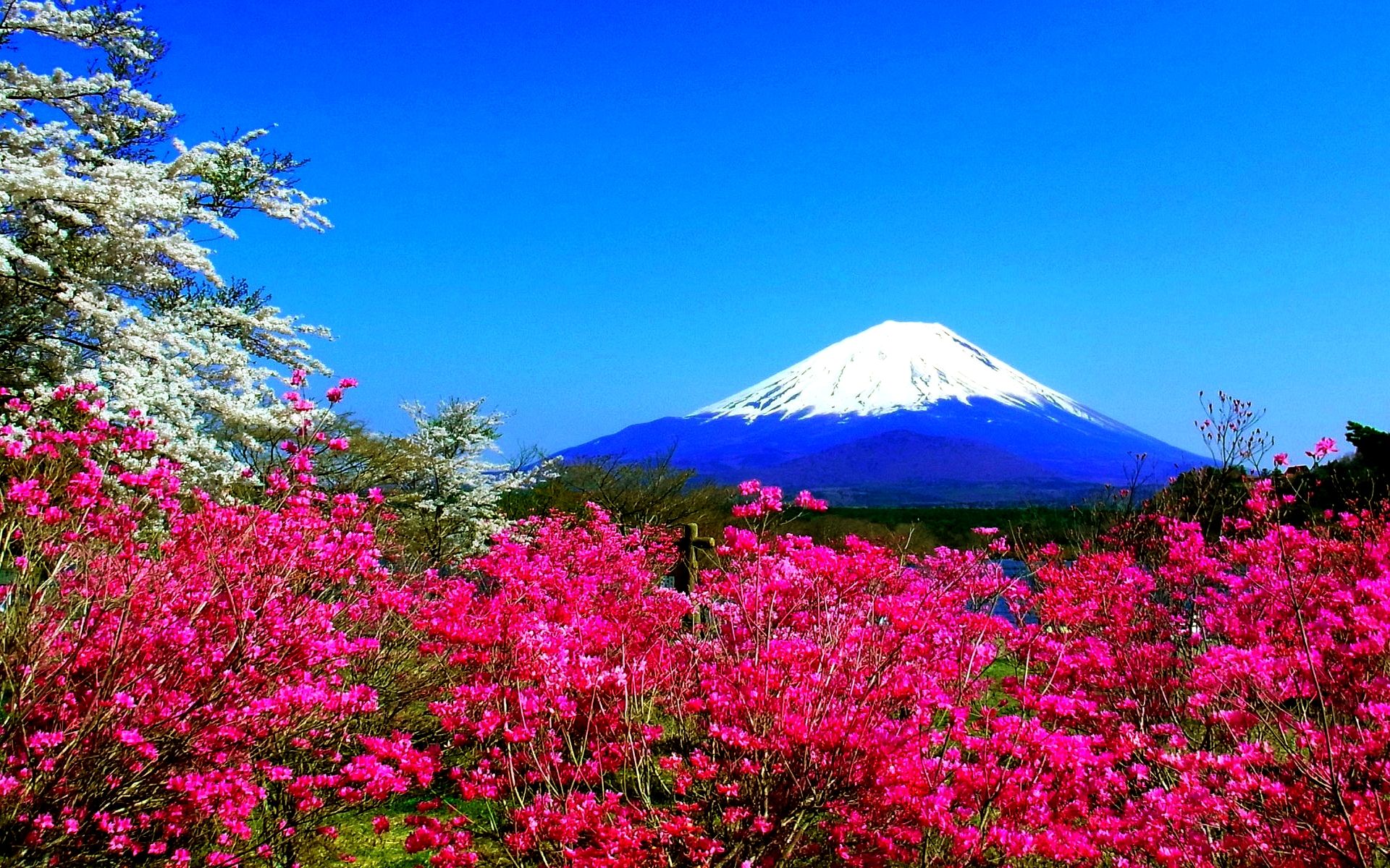 Monte Fuji con fiori rosa, vulcano, 1920x1200 WUXGA, Desktop