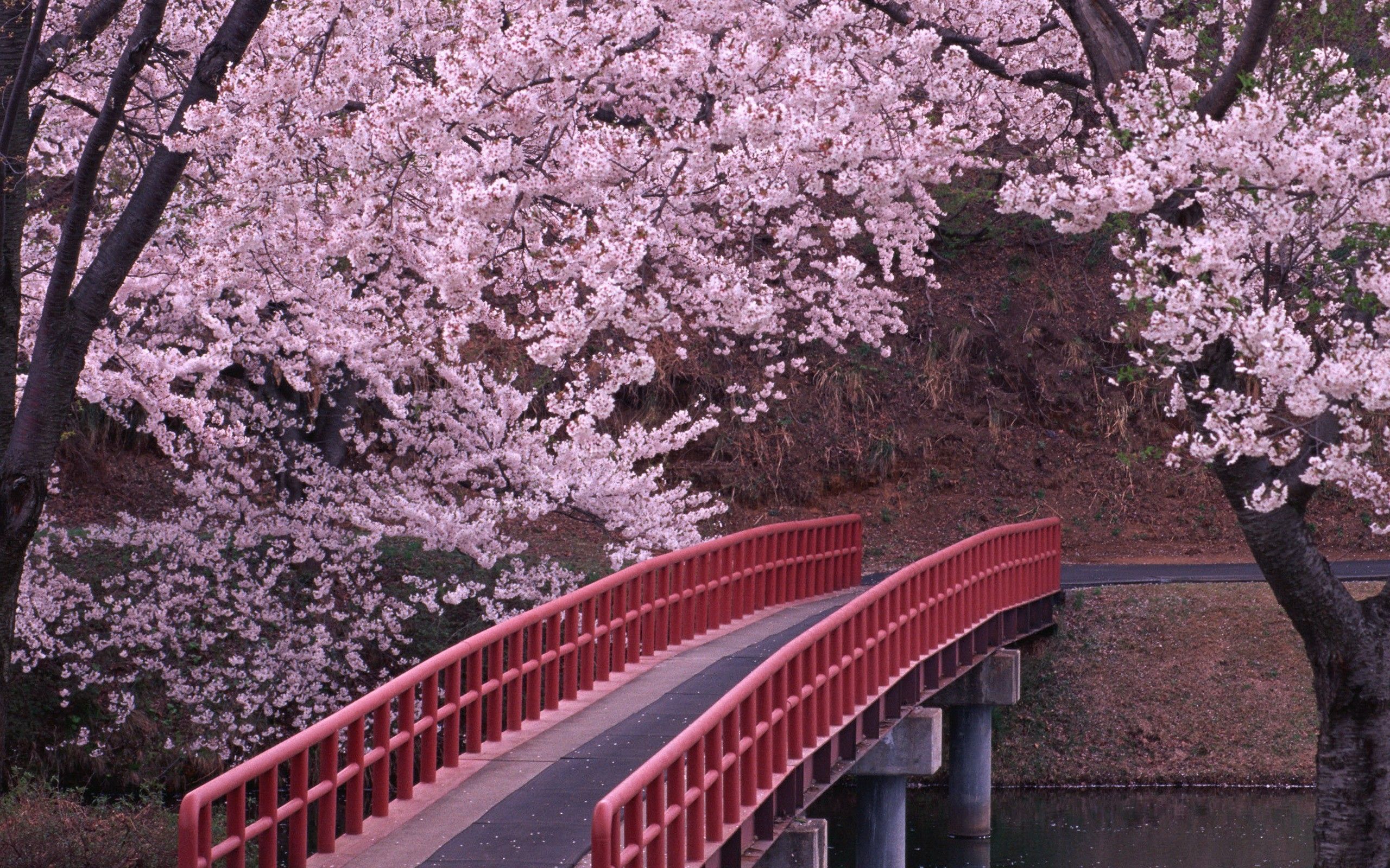 Ponte rosso e sakura, 2560x1600 2K+, Laptop