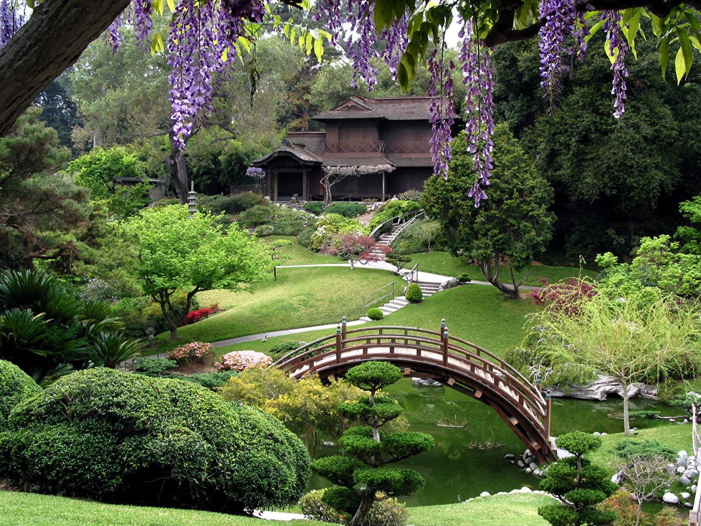 Giardino giapponese con glicine viola, 1365x1024 720p, Laptop