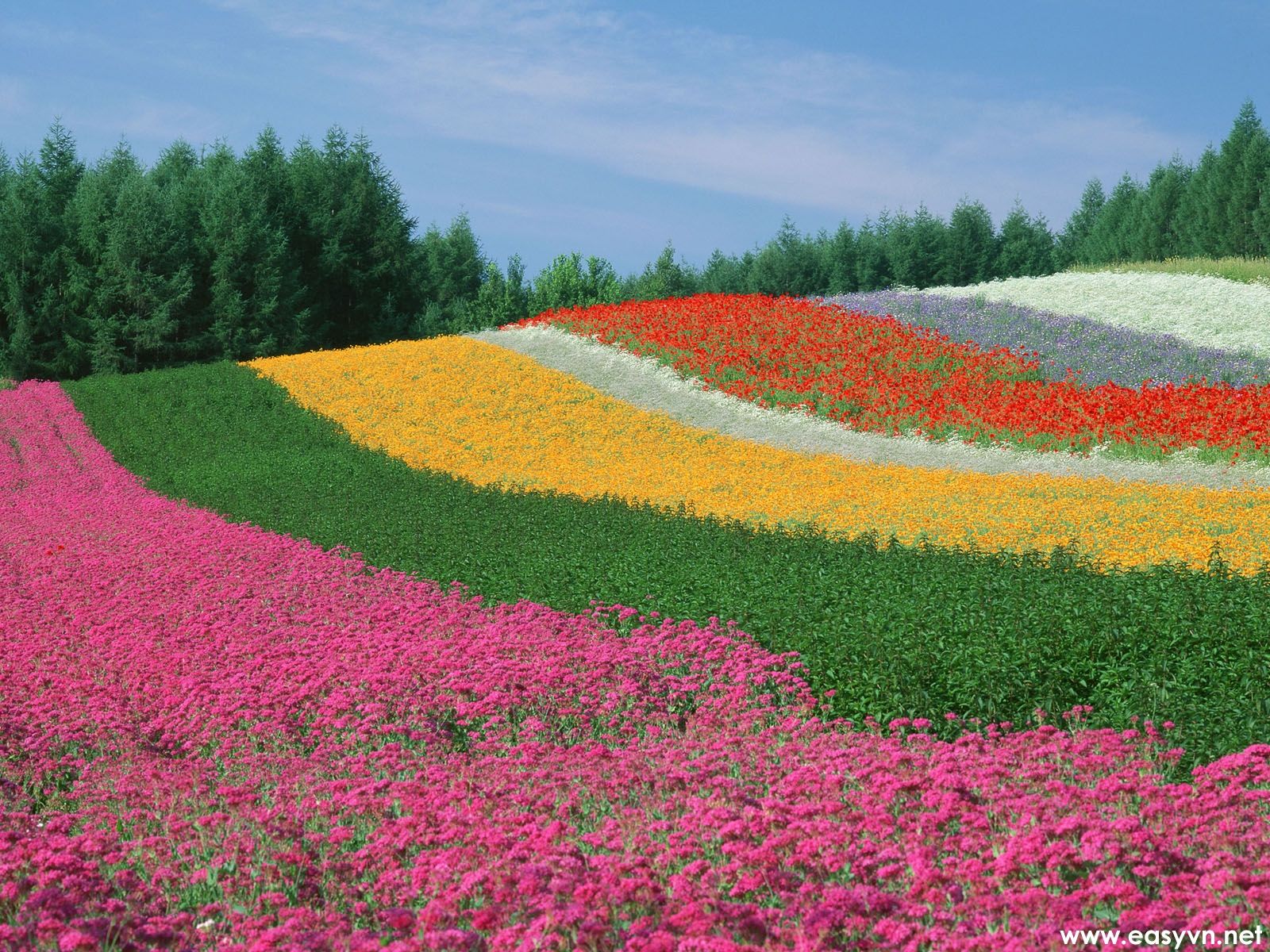 Fiori lupino colline verdi, 1600x1200 HD, ROG Asus Laptop