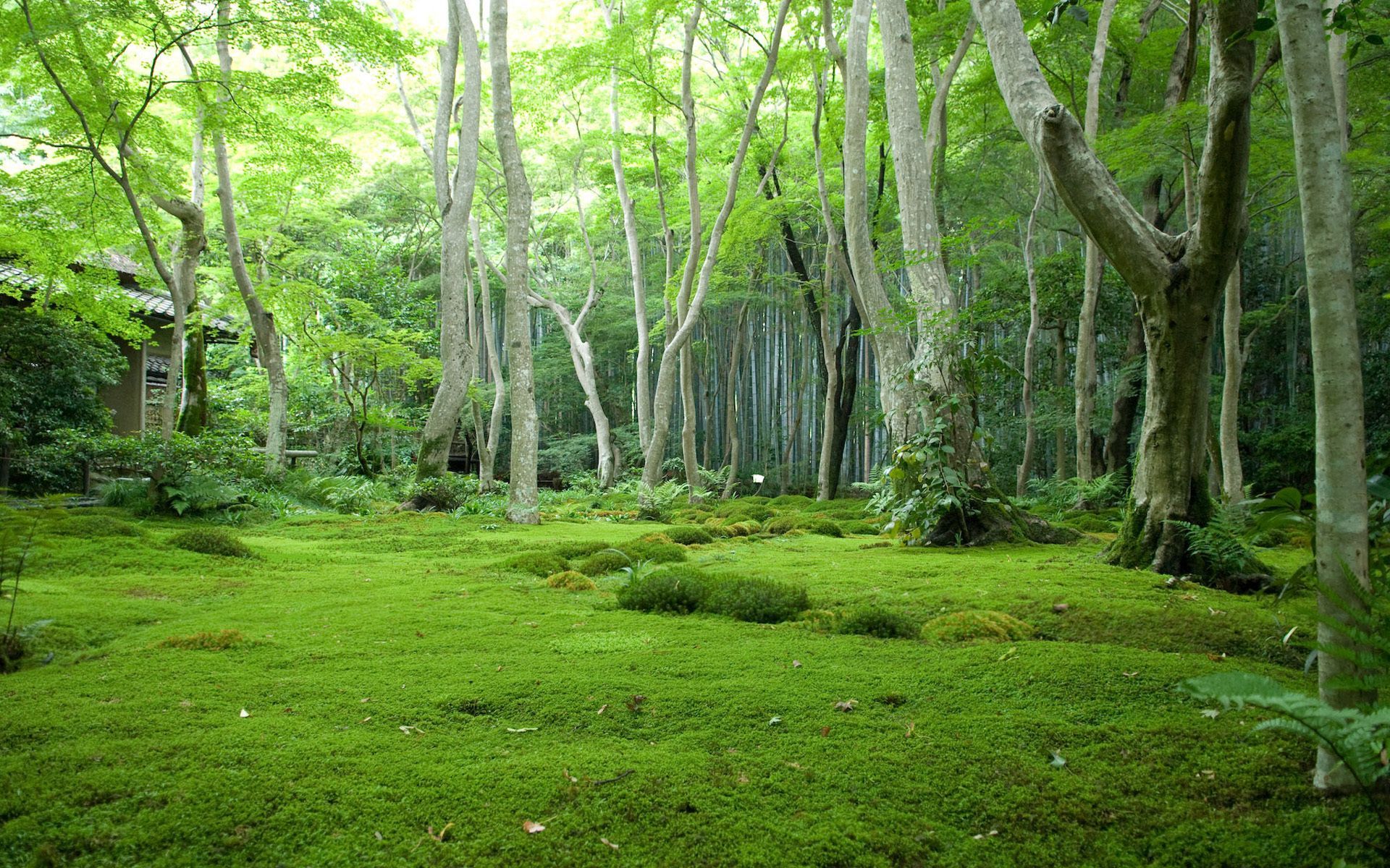 Foresta di muschio giapponese, 1920x1200 WUXGA, Laptop
