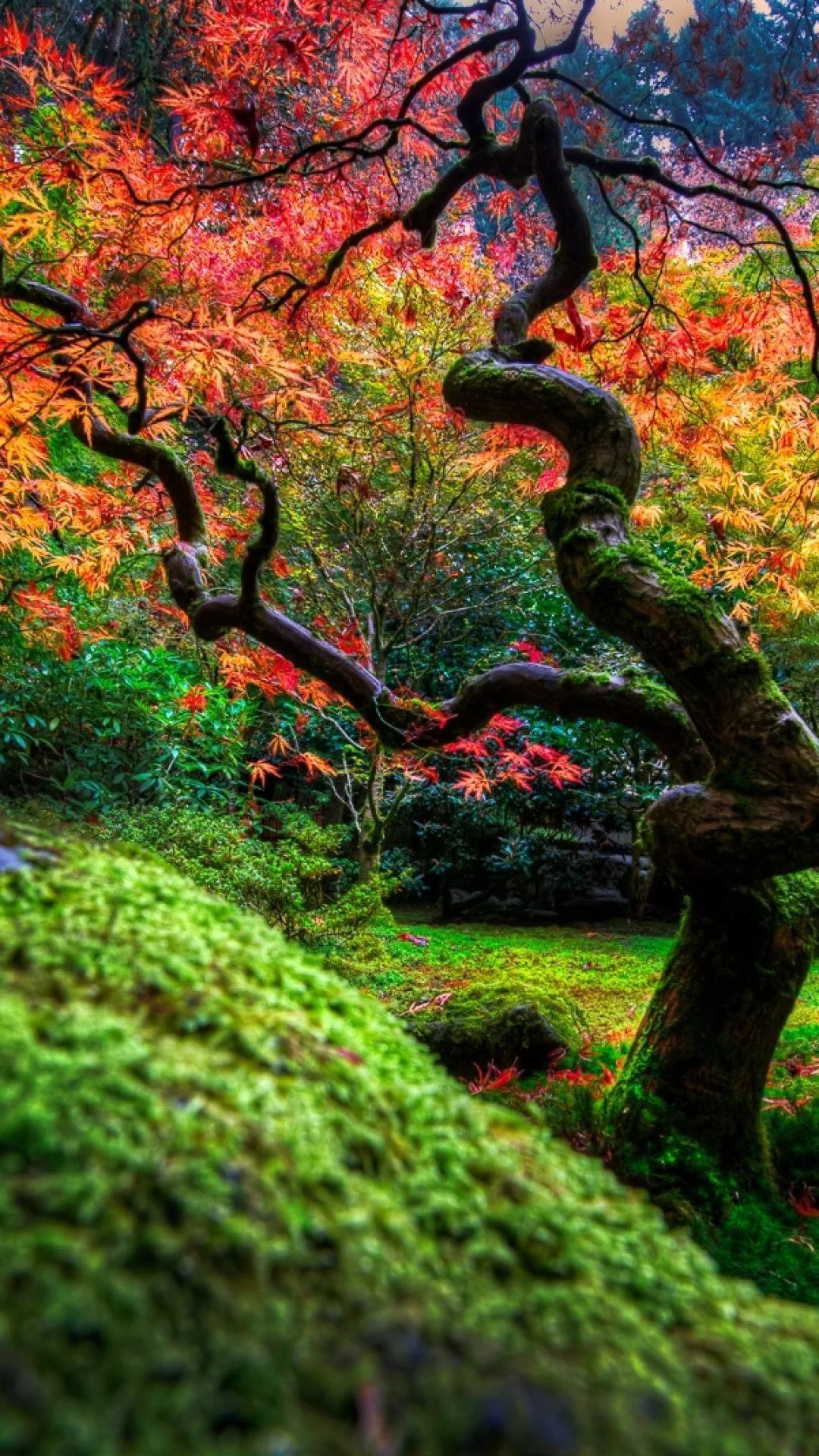 Acero giapponese autunnale nel giardino, 1080x1920 Full HD Verticale, iPhone