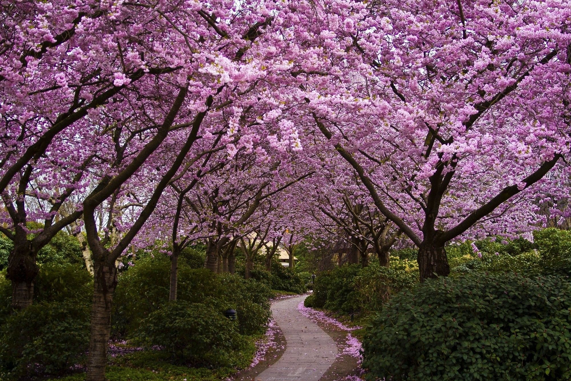 Sentiero tra ciliegi in fiore, 2000x1333 2K, iMac