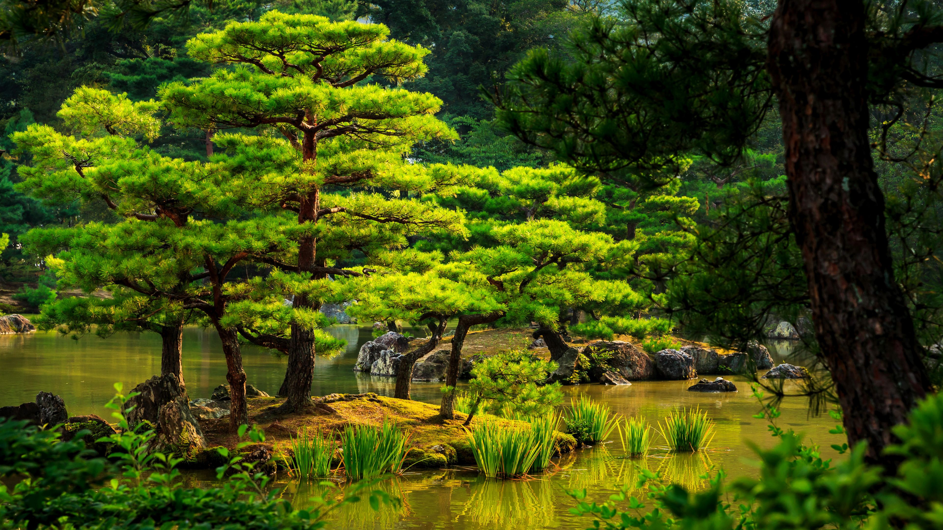 Pino giapponese giardino verde, 3840x2160 Ultra HD, 4K TV