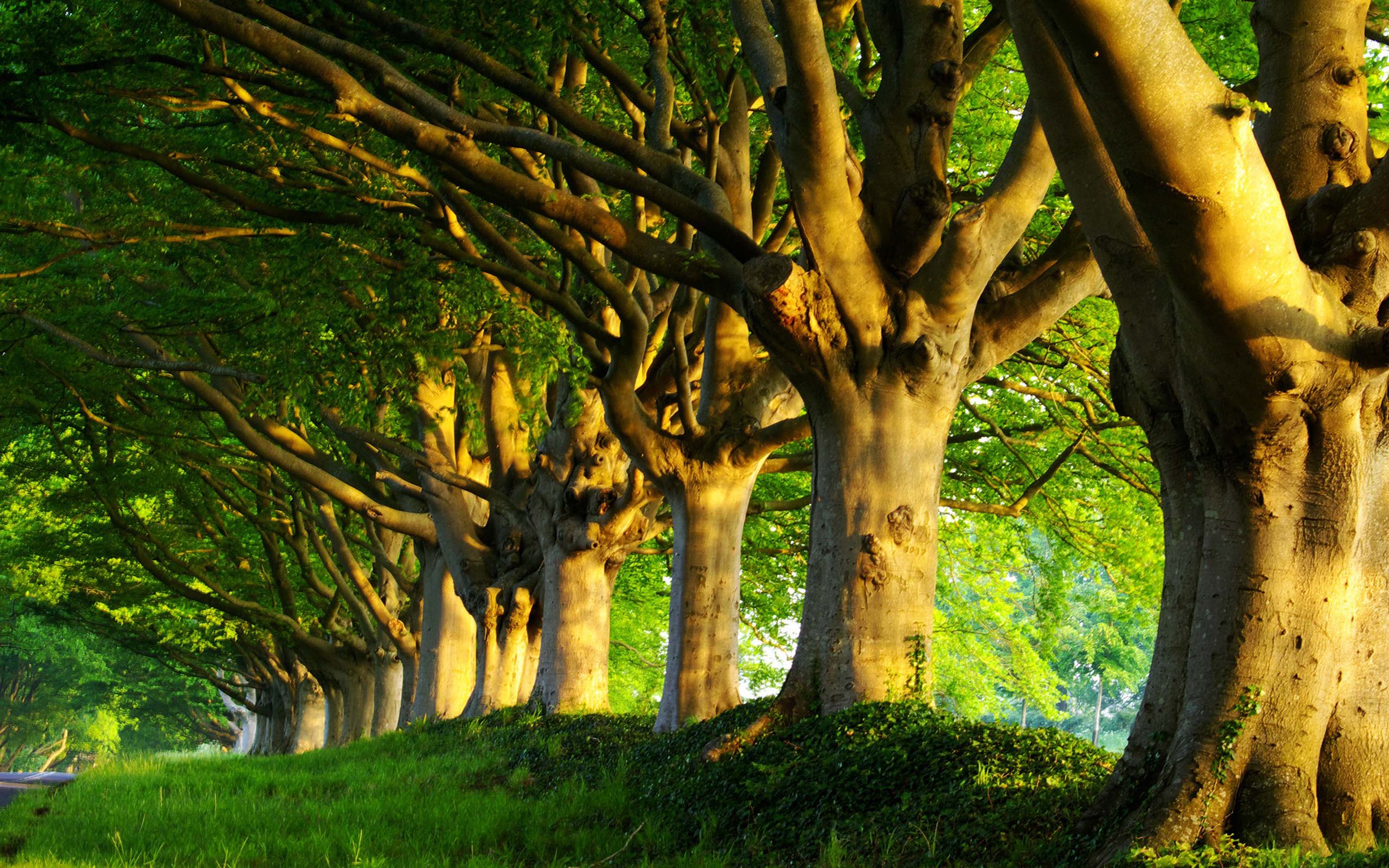 Foresta con luce solare mattutina, 3840x2563 4K, Desktop 4K